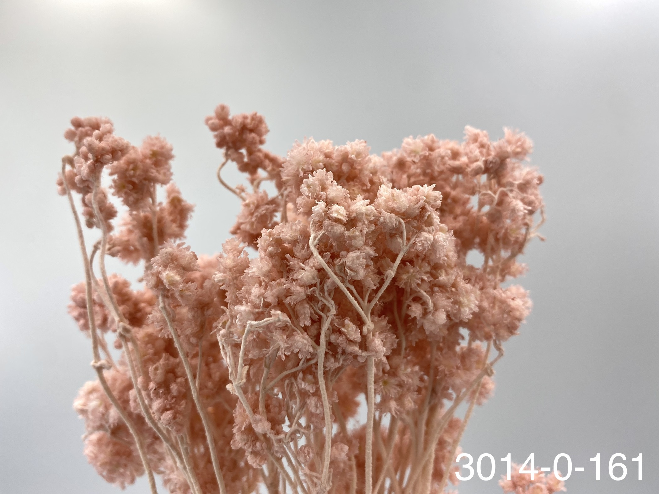 日本不凋歐芹 30140-161