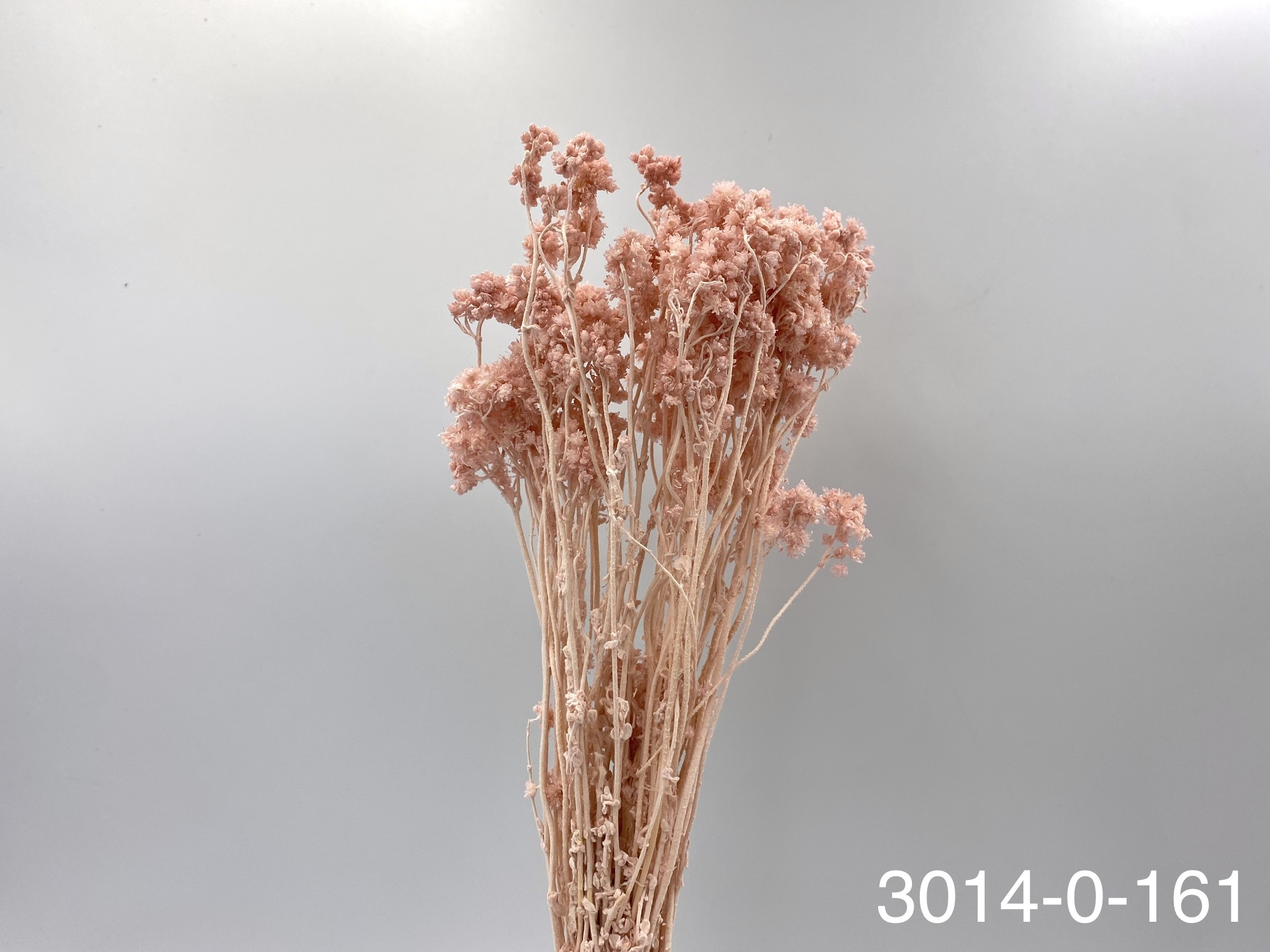 日本不凋歐芹 30140-161