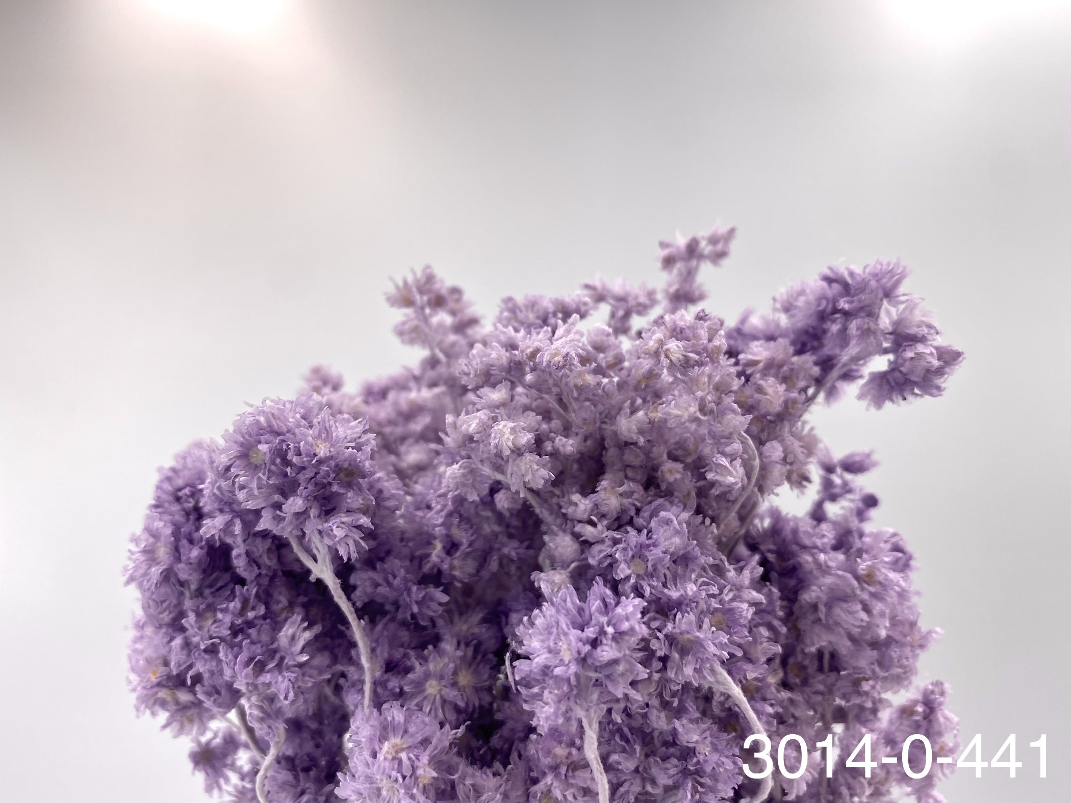 日本不凋歐芹 30140-441