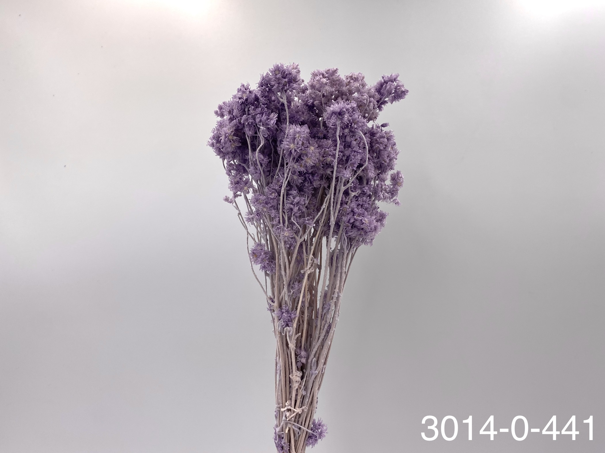 日本不凋歐芹 30140-441