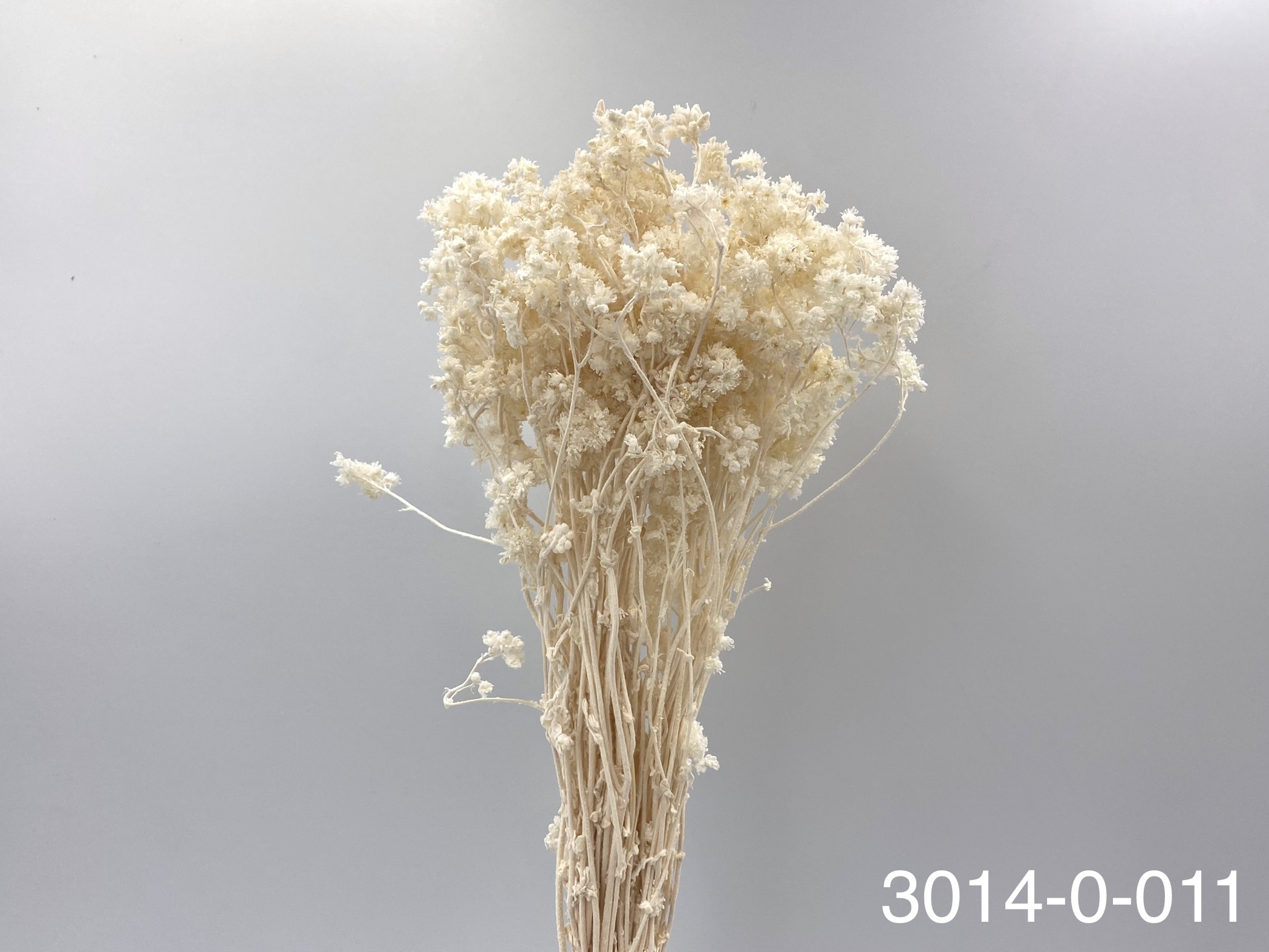 日本不凋歐芹 30140-011