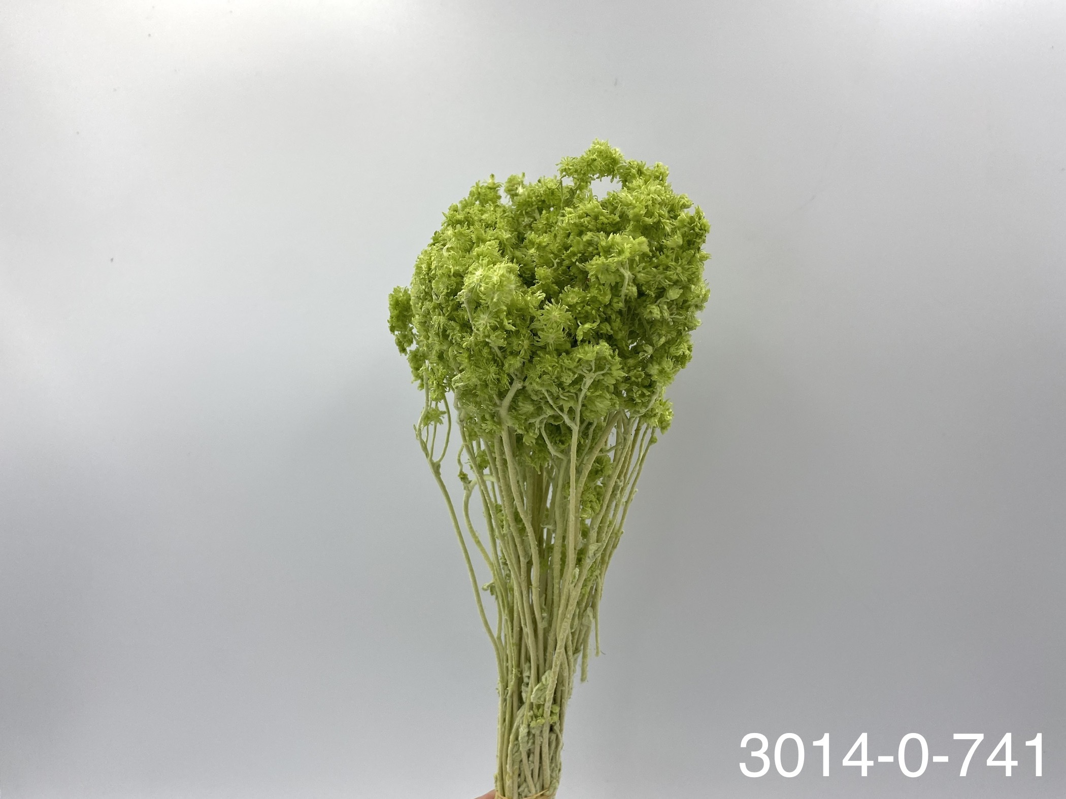 日本不凋歐芹 30140-741