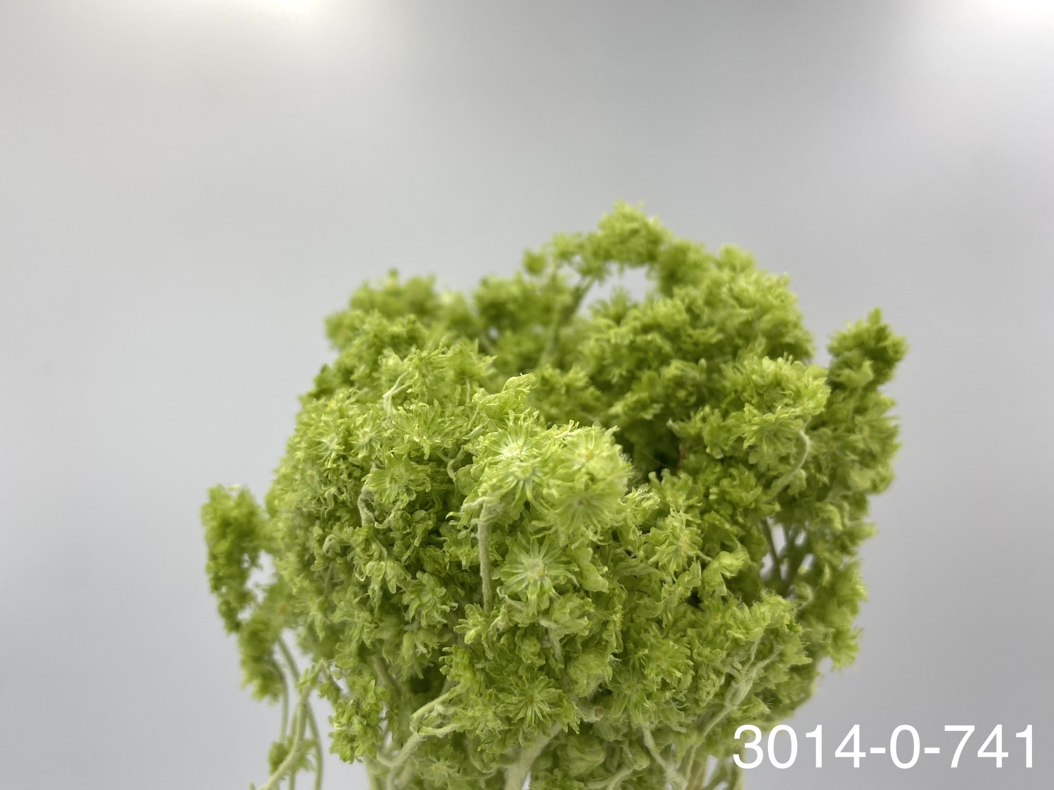 日本不凋歐芹 30140-741