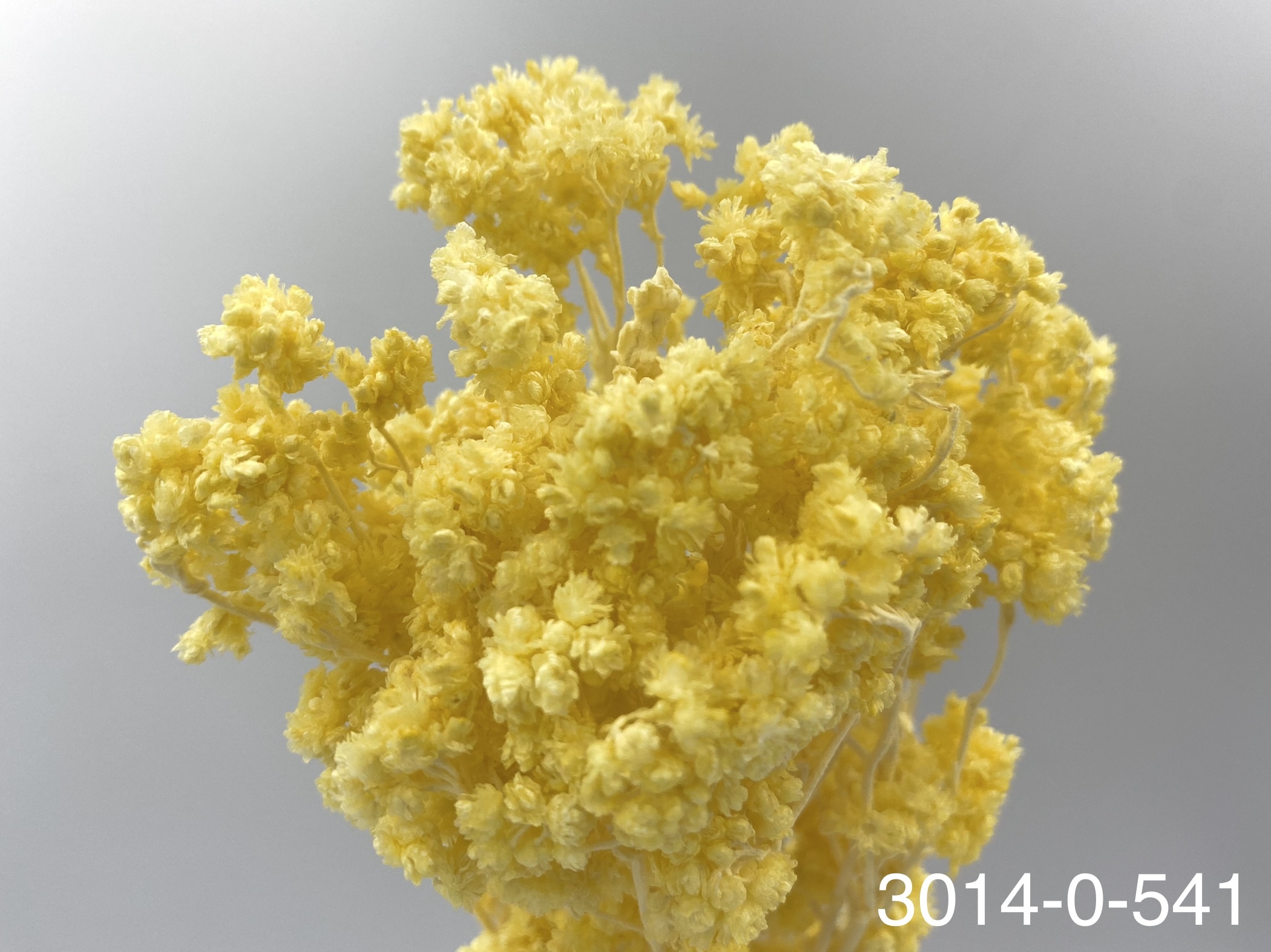 日本不凋歐芹 30140-541