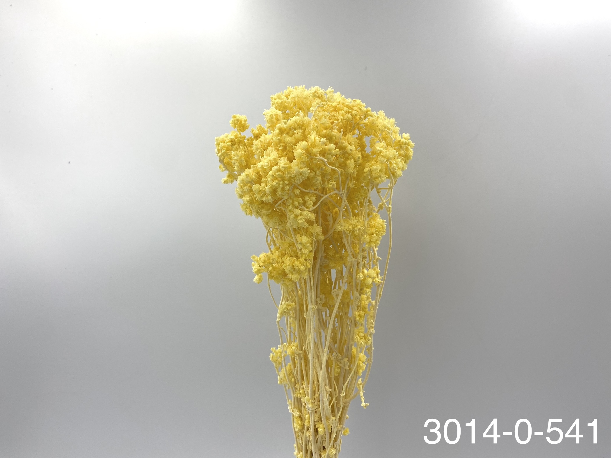 日本不凋歐芹 30140-541