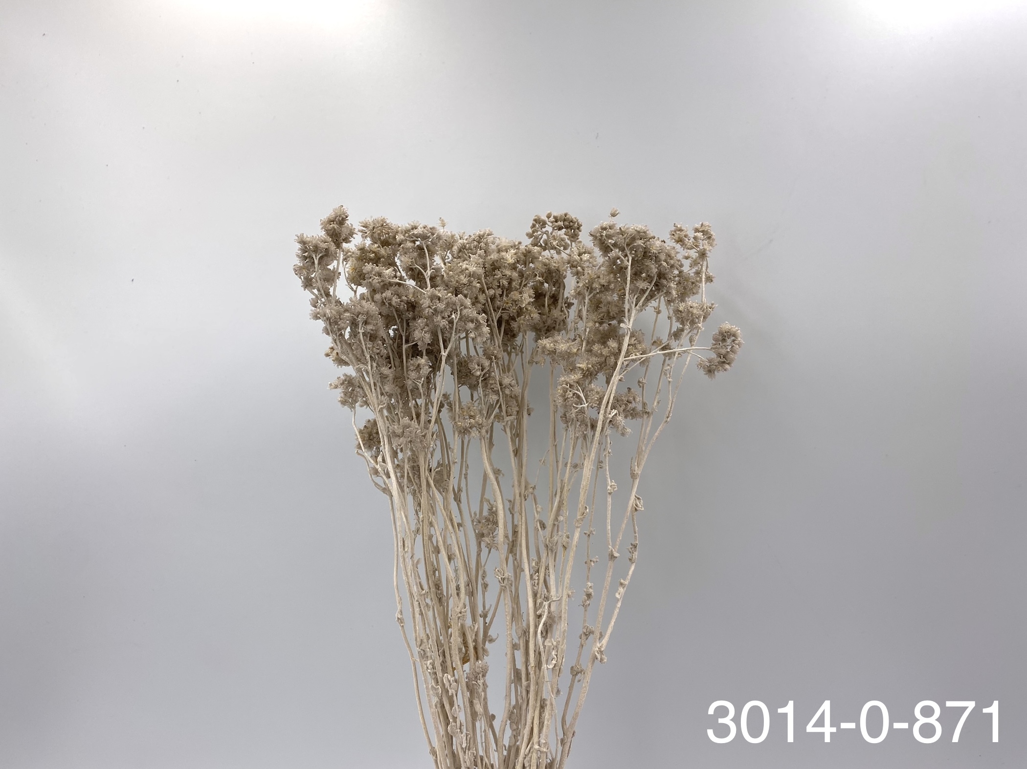 日本不凋歐芹 30140-871