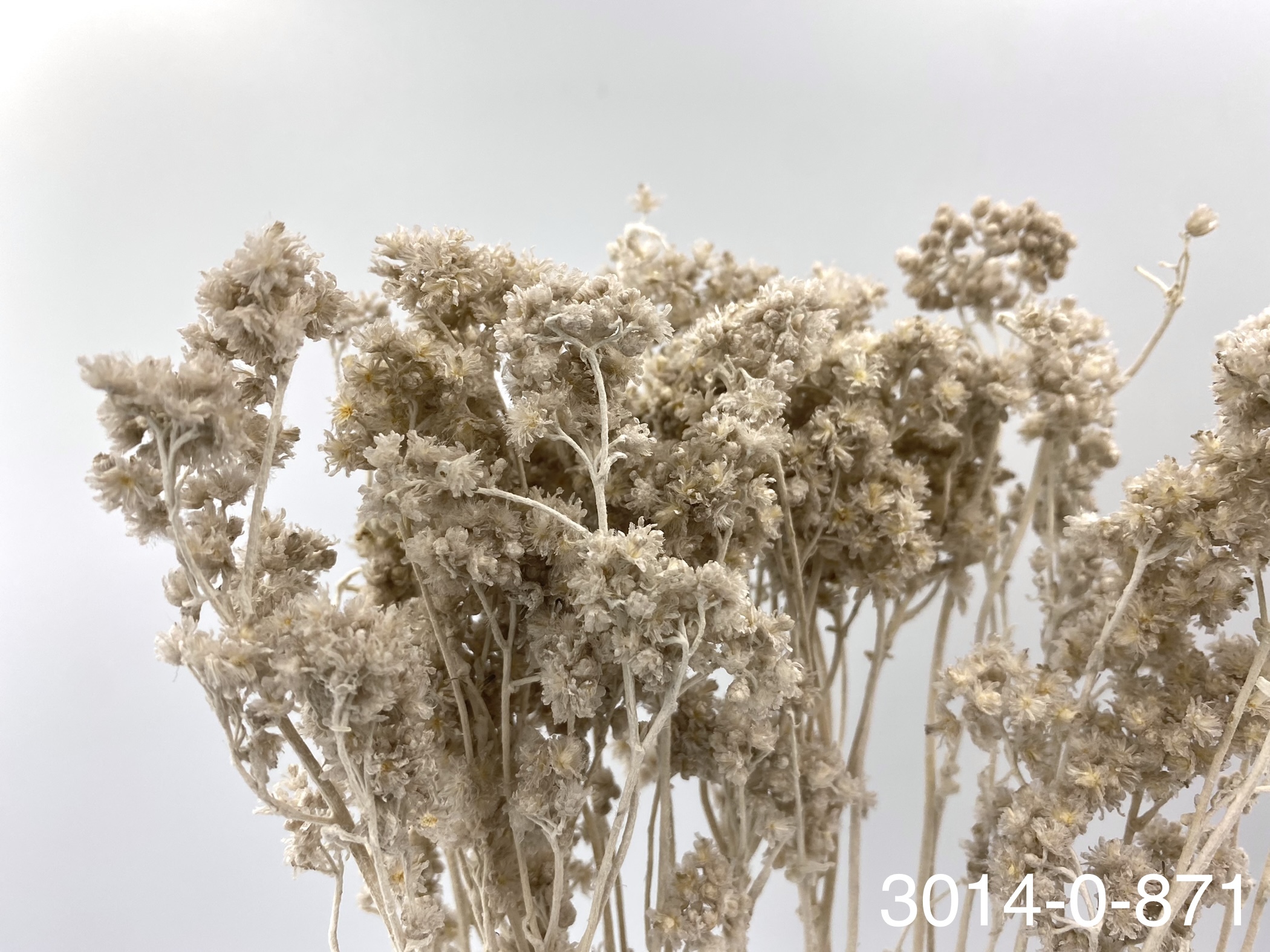 日本不凋歐芹 30140-871