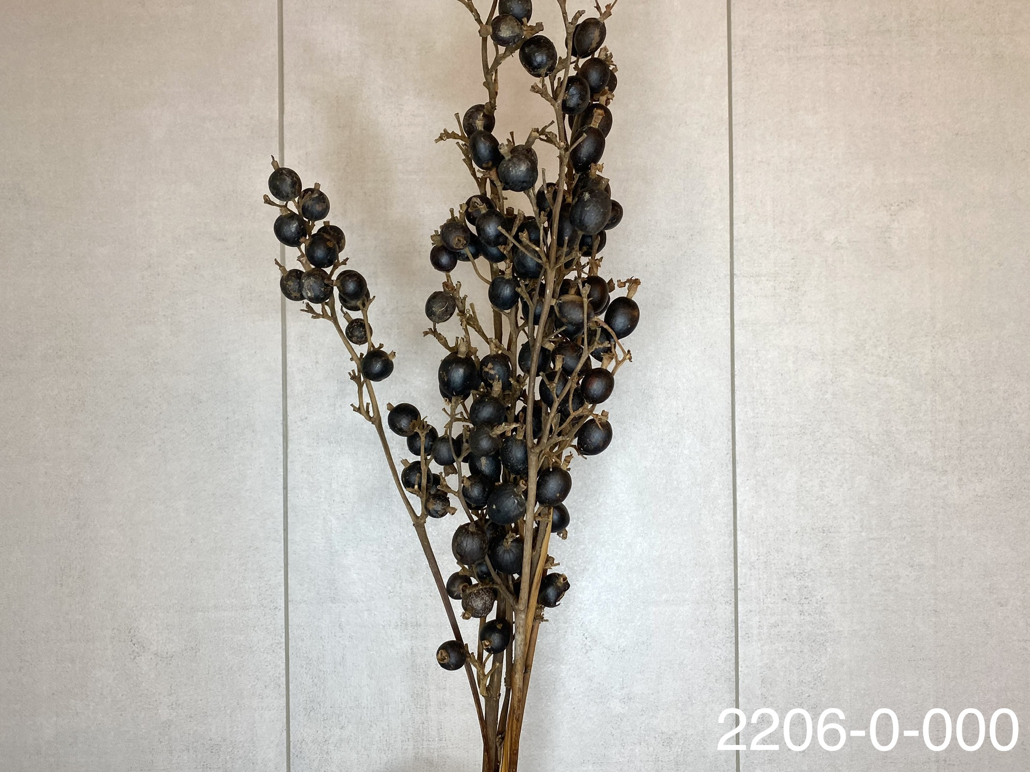 日本乾燥黑莓 22060-000