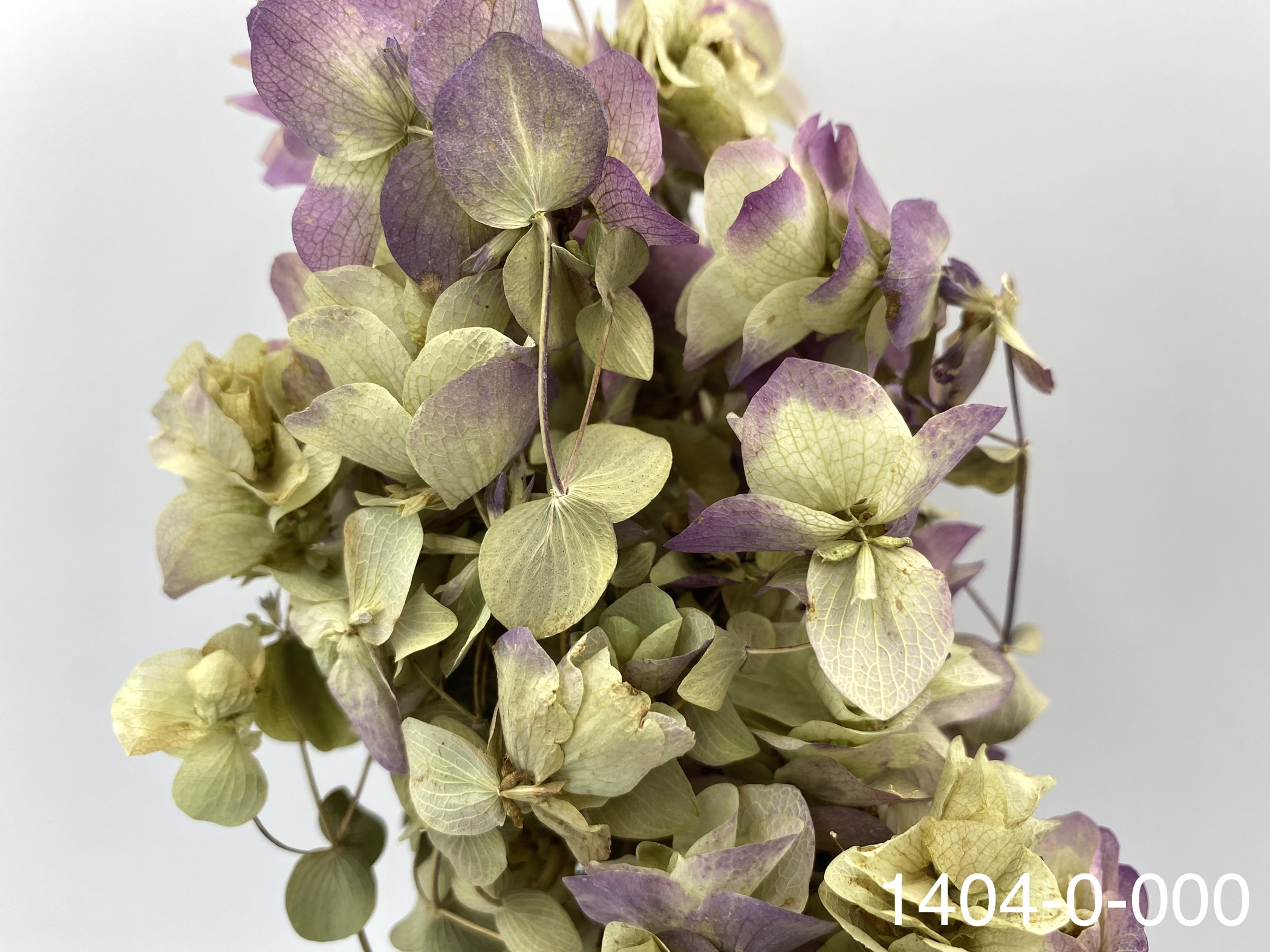 日本不凋奧勒岡 14040-000