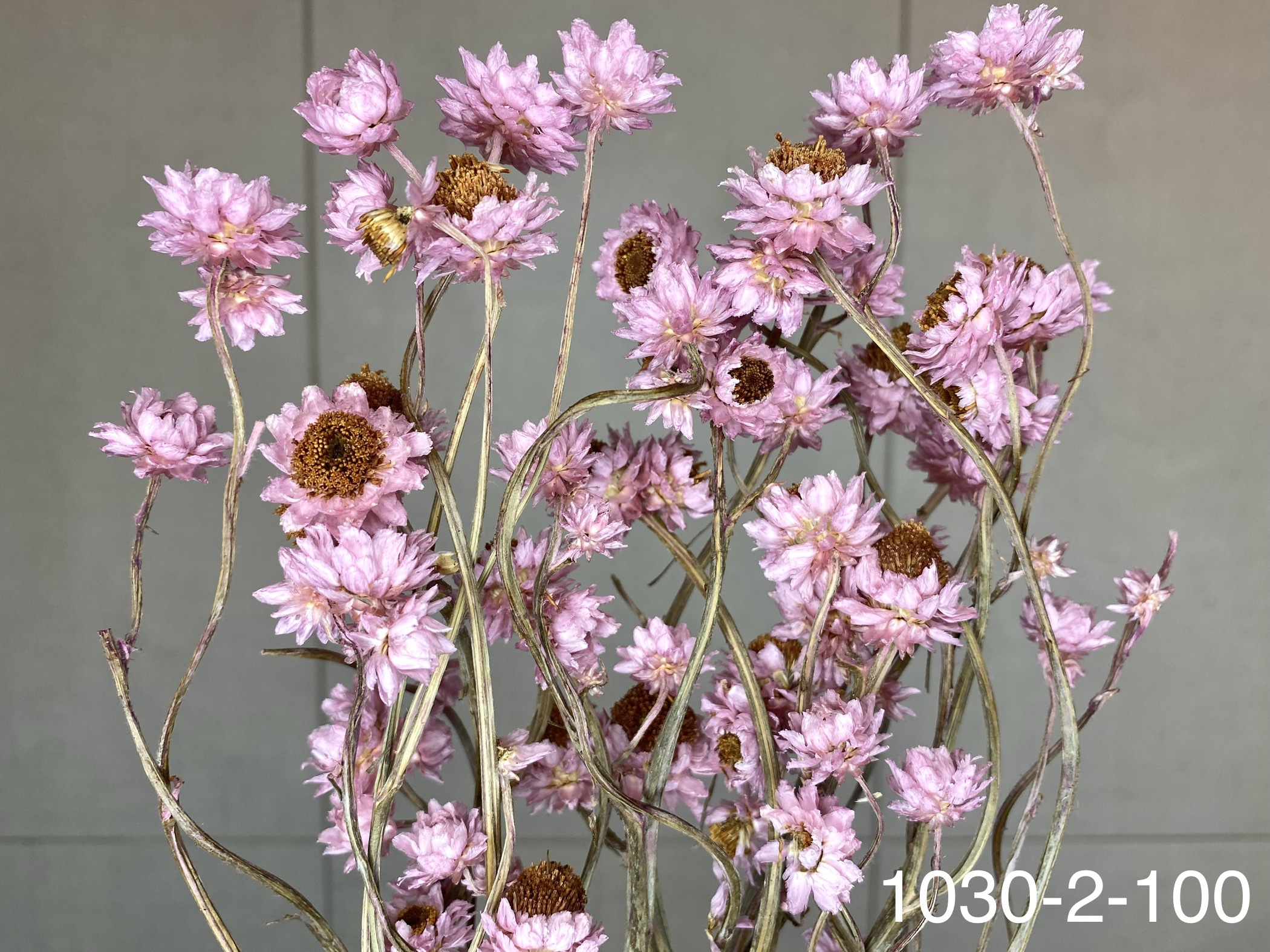 日本乾燥洋甘菊 10302-100