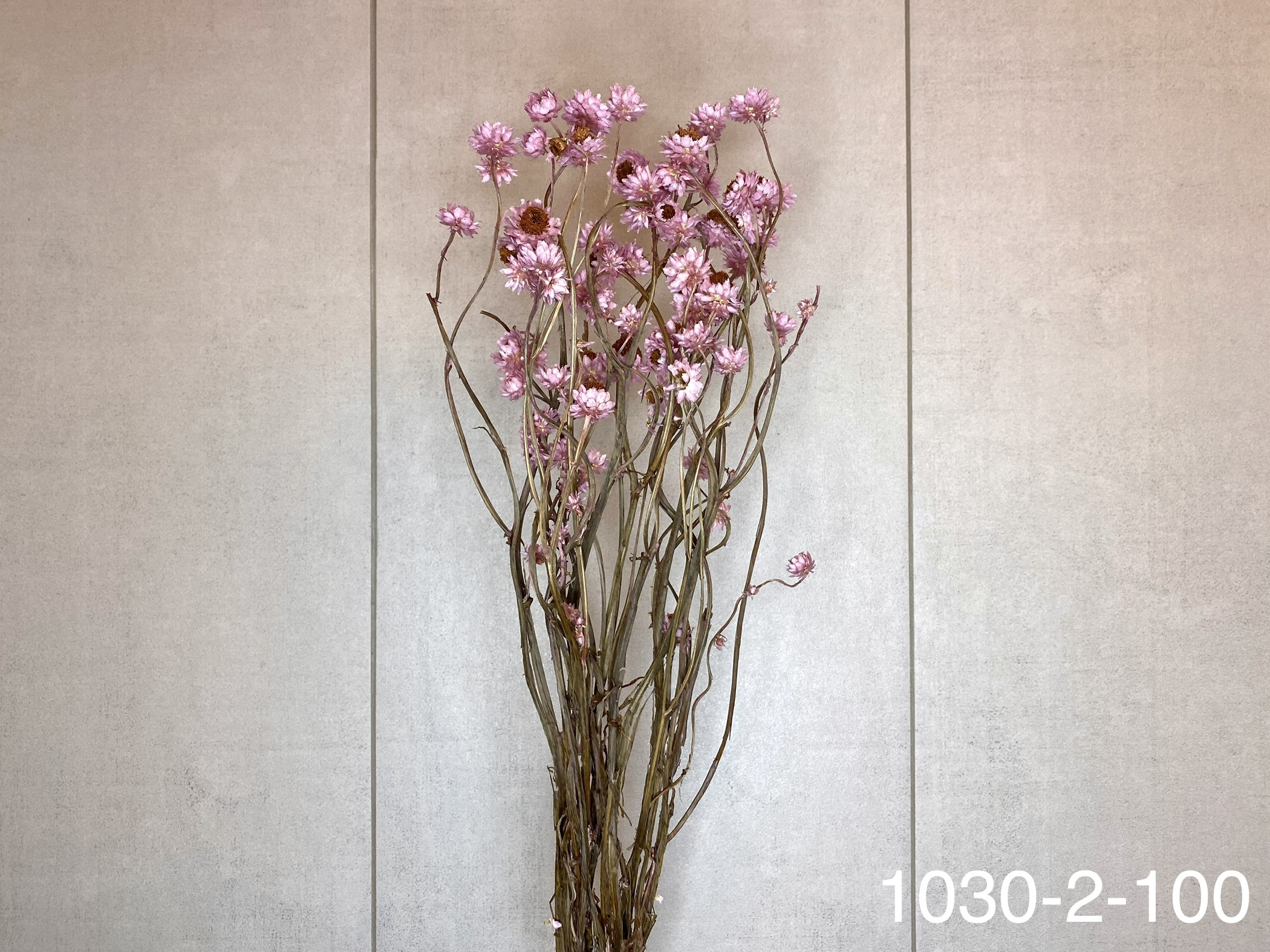 日本乾燥洋甘菊 10302-100