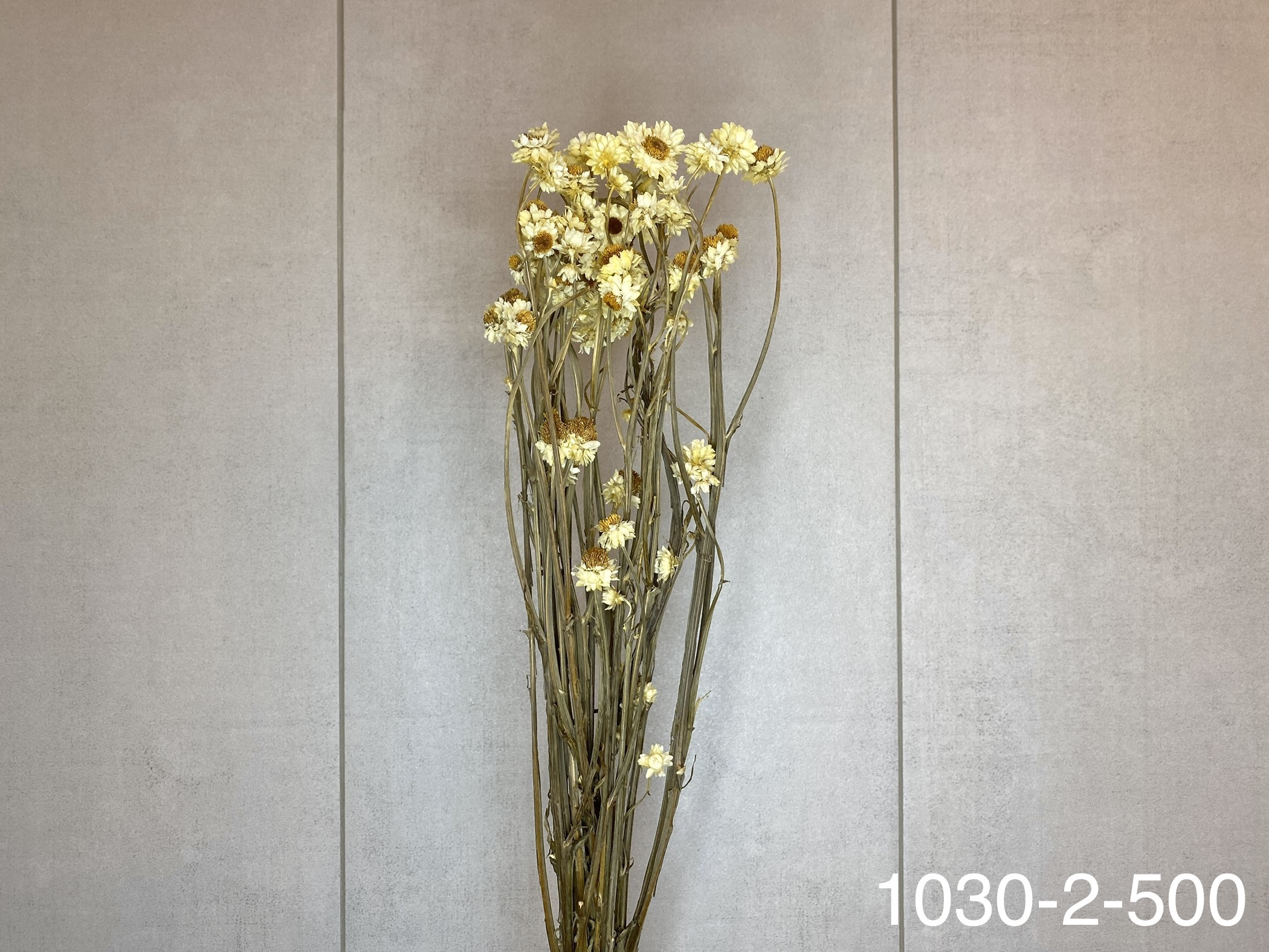 日本乾燥洋甘菊 10302-500