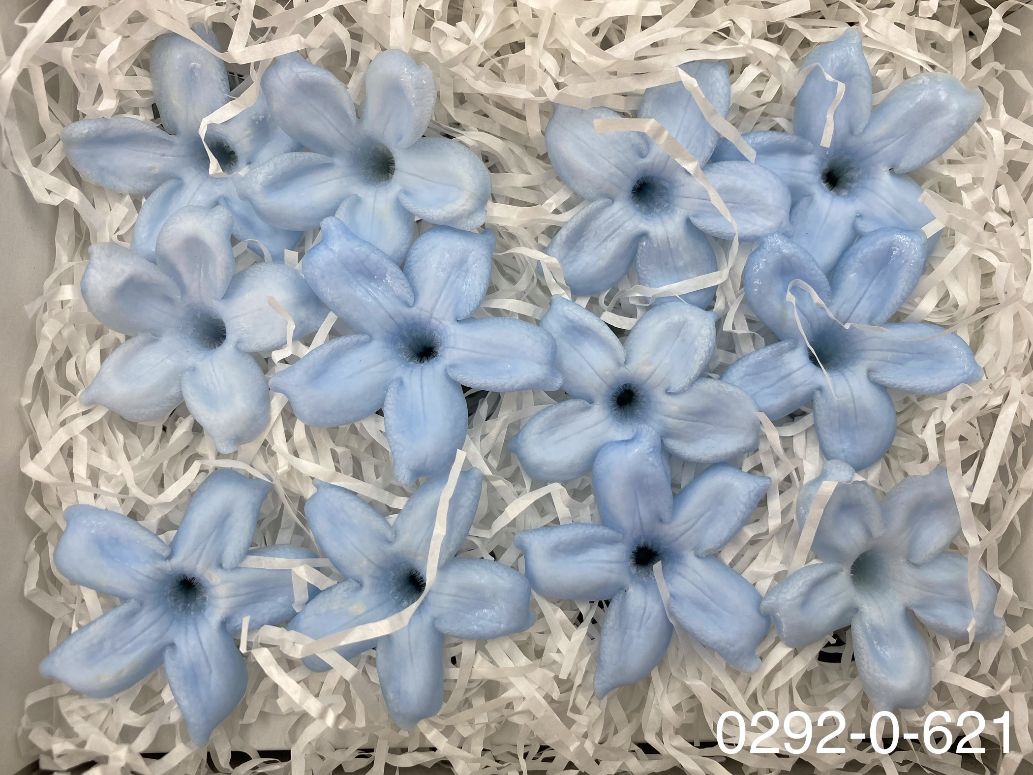 日本不凋茉莉花 (12朵)02920-621