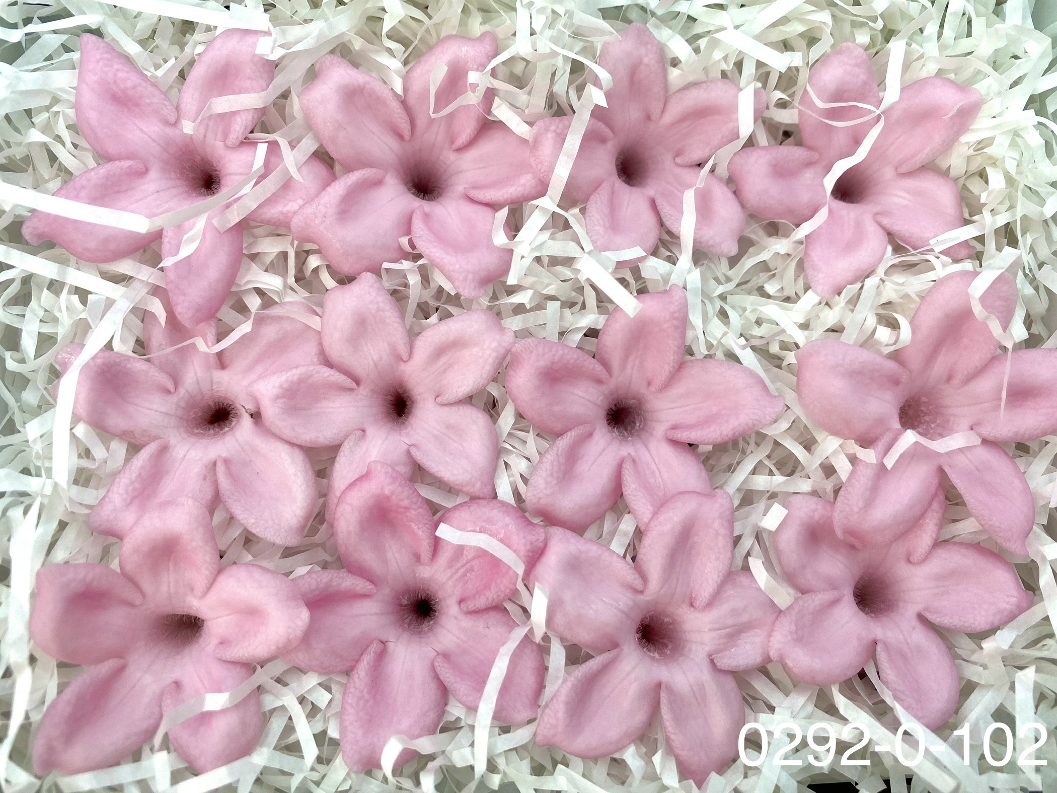 日本不凋茉莉花 (12朵)02920-102