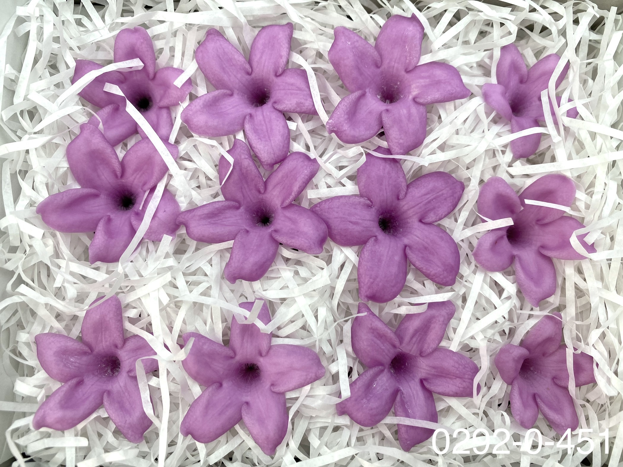 日本不凋茉莉花 (12朵)02920-451