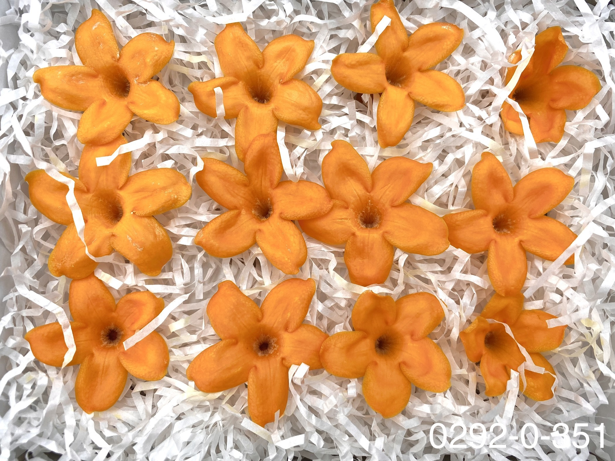 日本不凋茉莉花 (12朵)02920-351