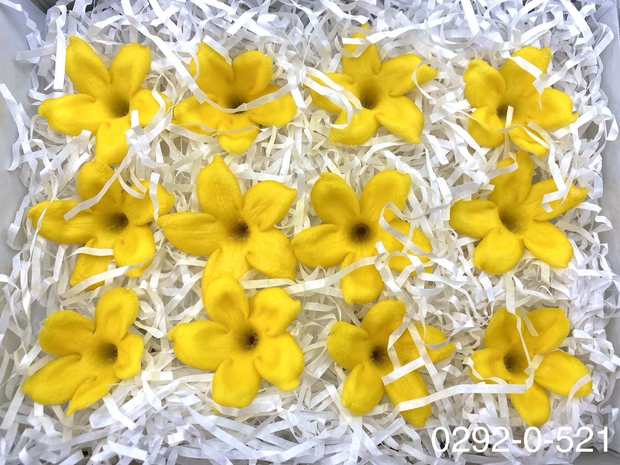 日本不凋茉莉花 (12朵)02920-521