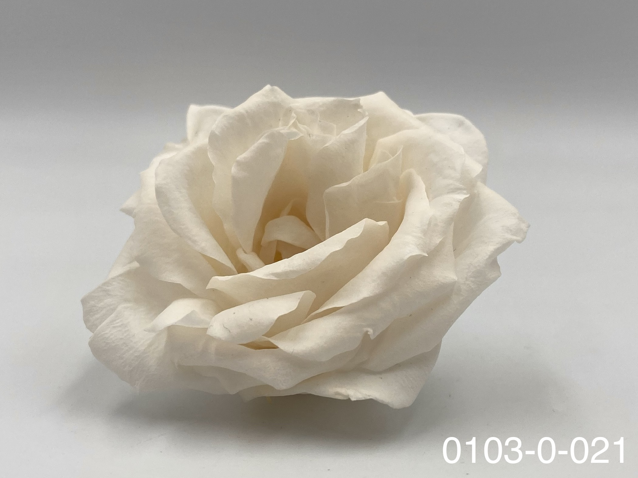 日本不凋馬加利卡玫瑰(6朵) 01030-021