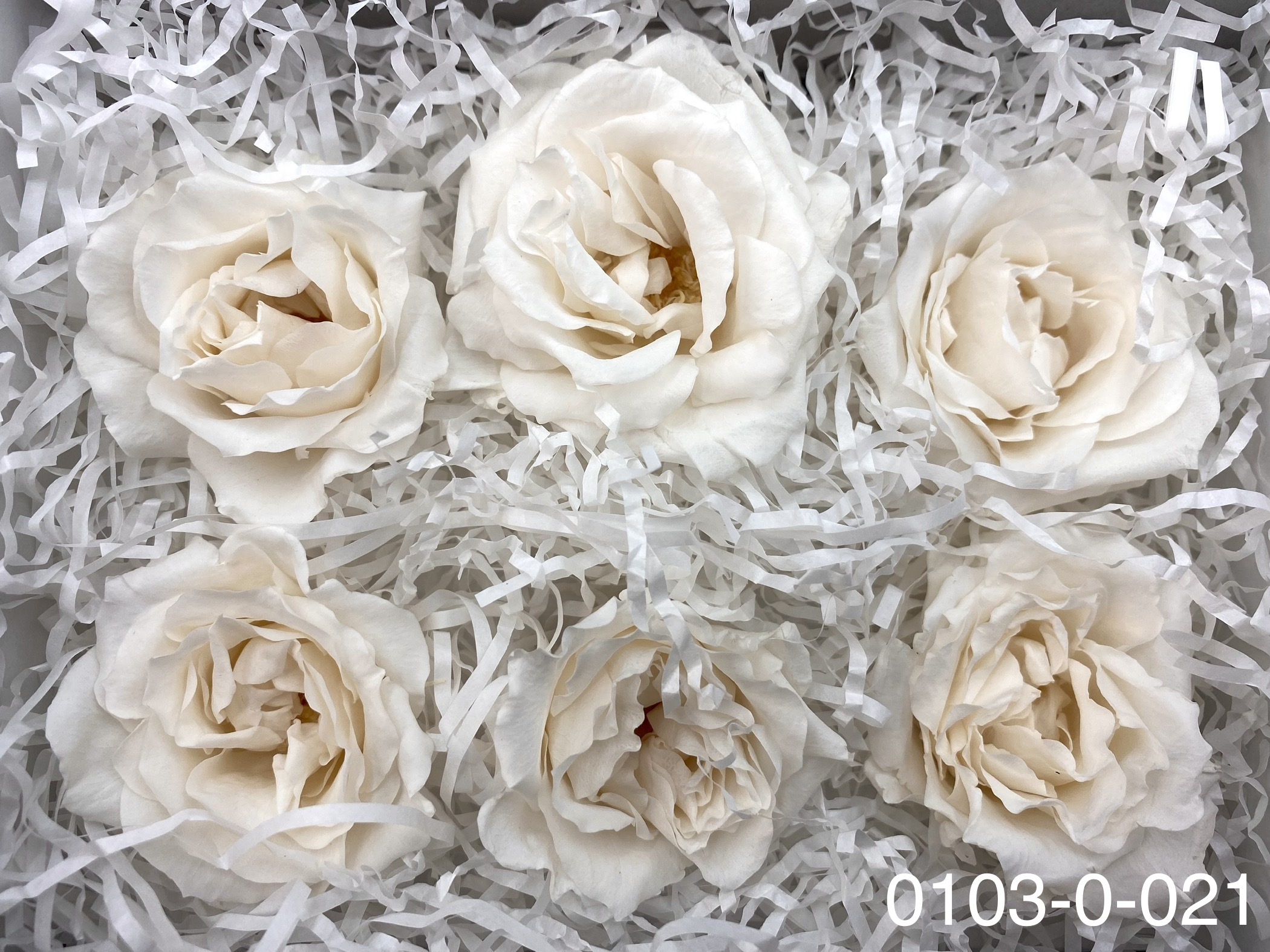 日本不凋馬加利卡玫瑰(6朵) 01030-021