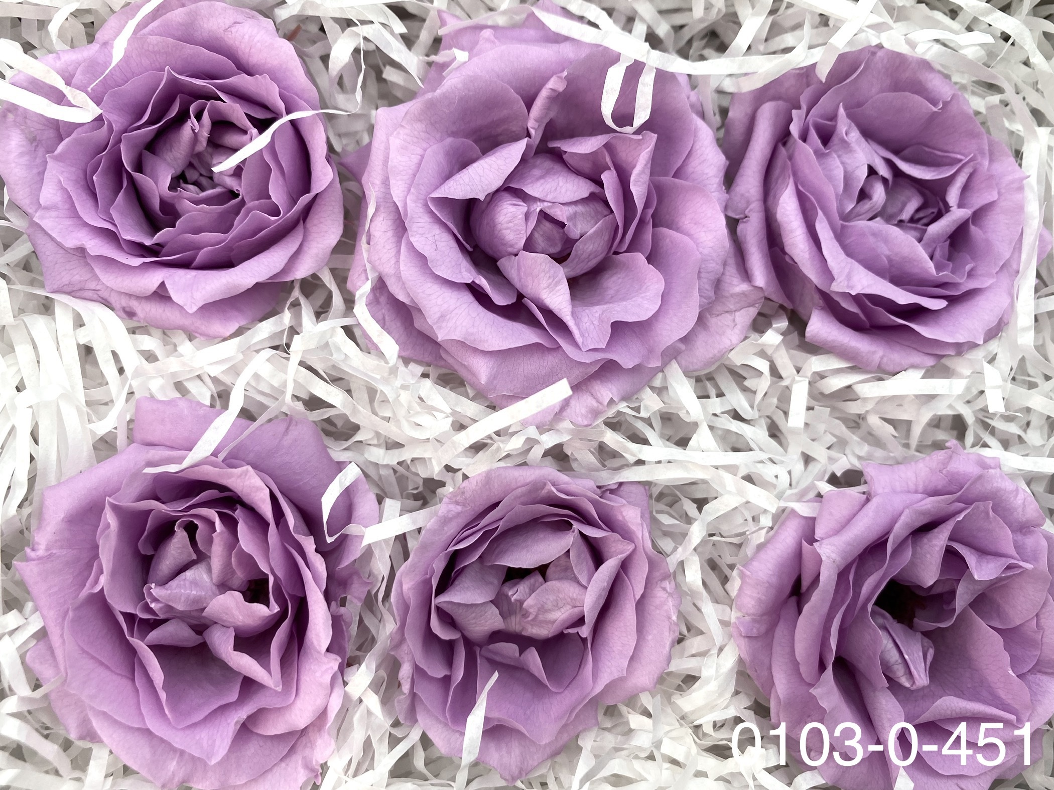 日本不凋馬加利卡玫瑰(6朵) 01030-451