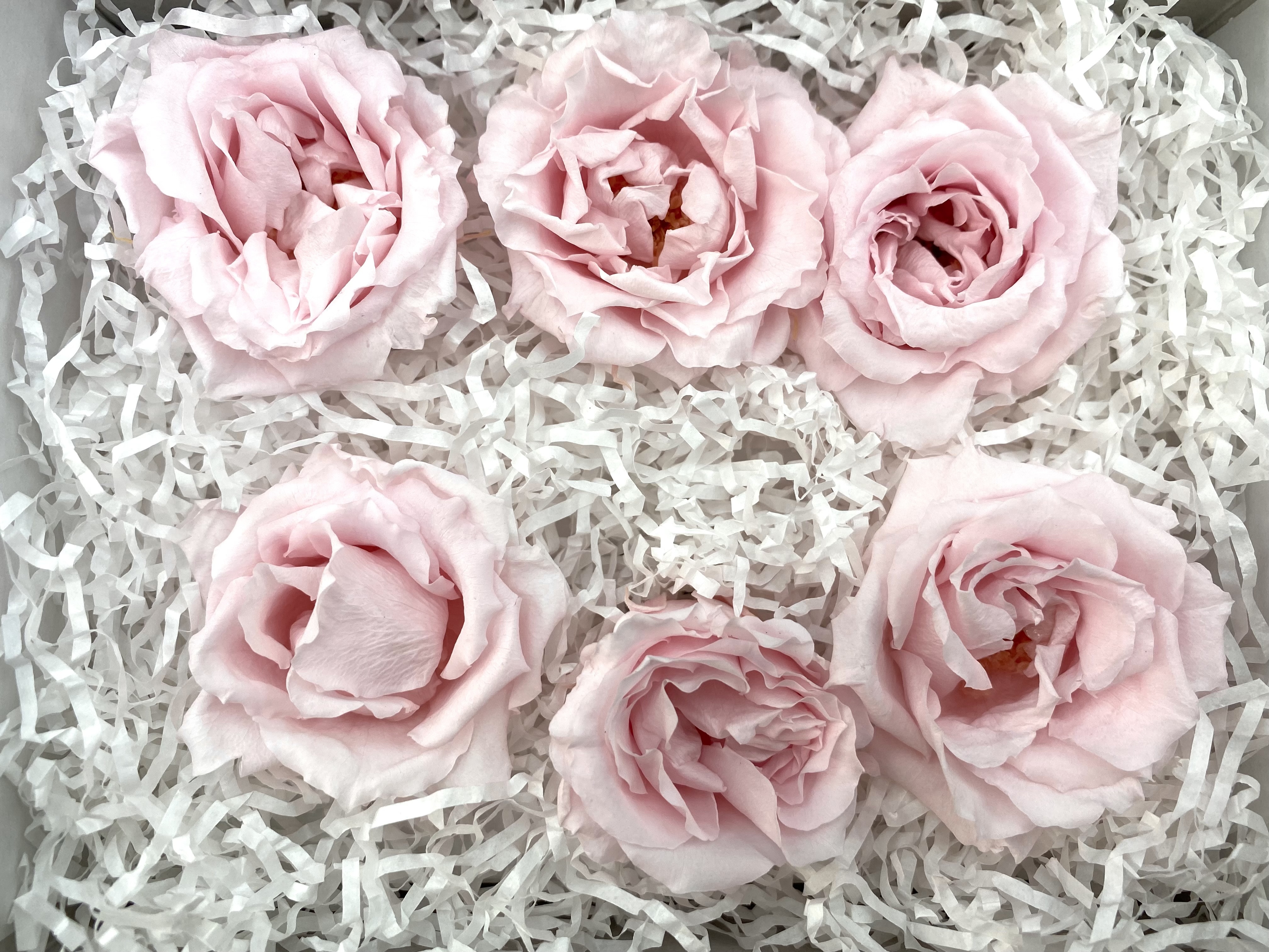 日本不凋馬加利卡玫瑰(6朵) 01030-102