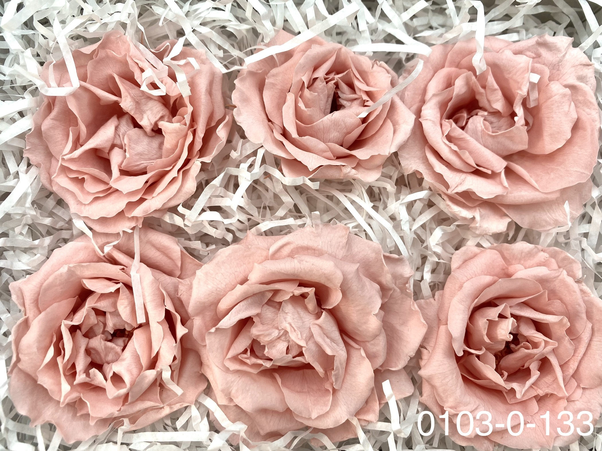 日本不凋馬加利卡玫瑰(6朵) 01030-133