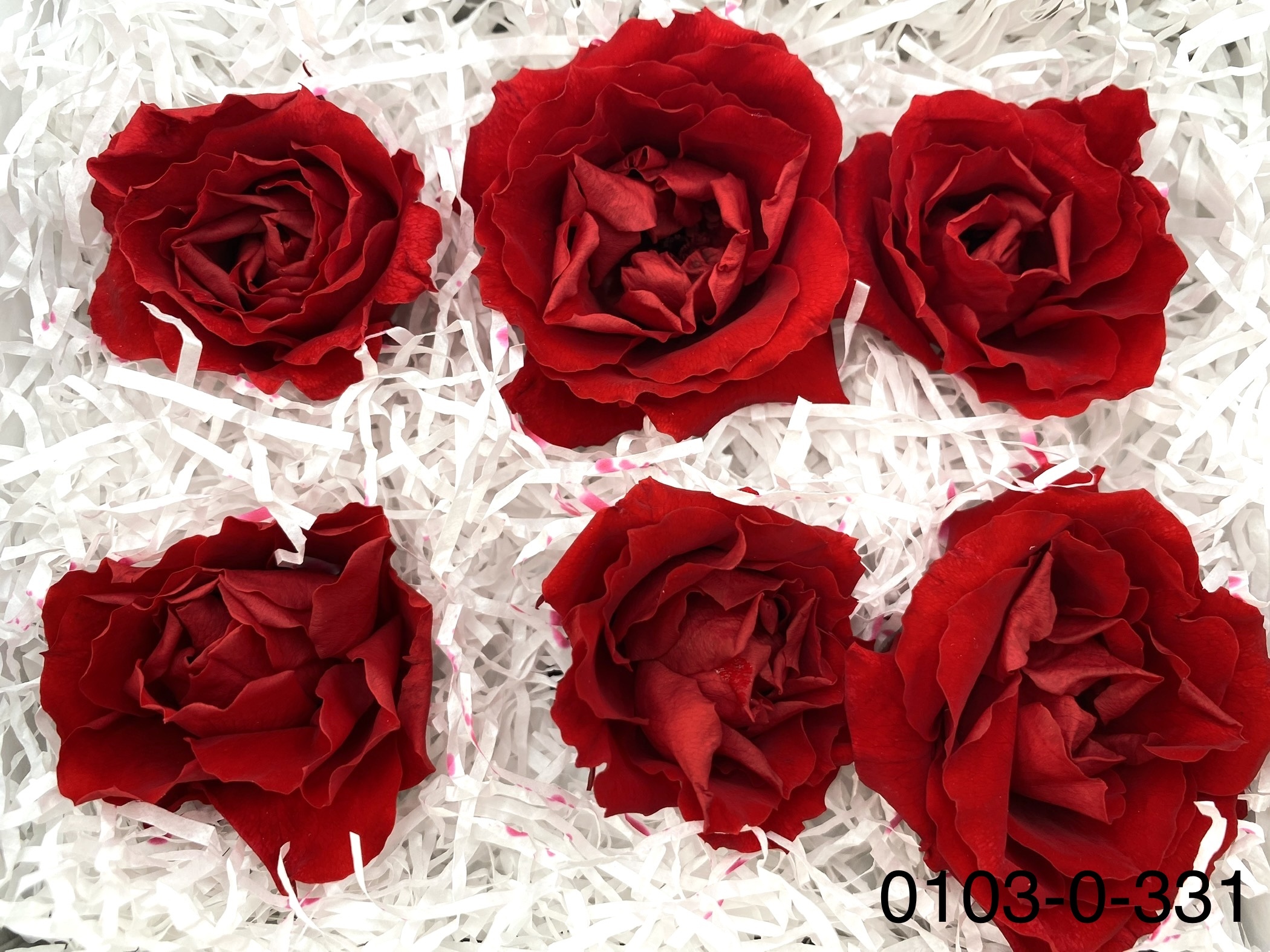 日本不凋馬加利卡玫瑰(6朵) 01030-331