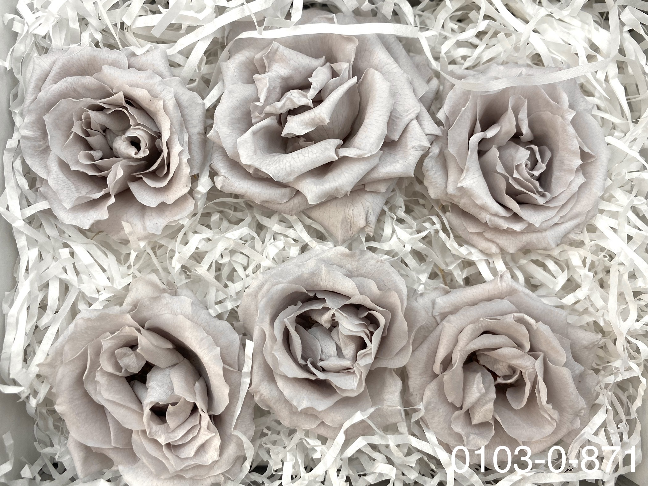 日本不凋馬加利卡玫瑰(6朵) 01030-871