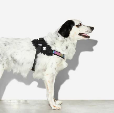 Zee Dog - FlyHarness - GOTHAM