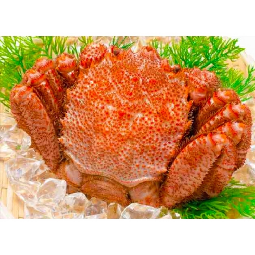 北海道鮮毛蟹 -- 每500g