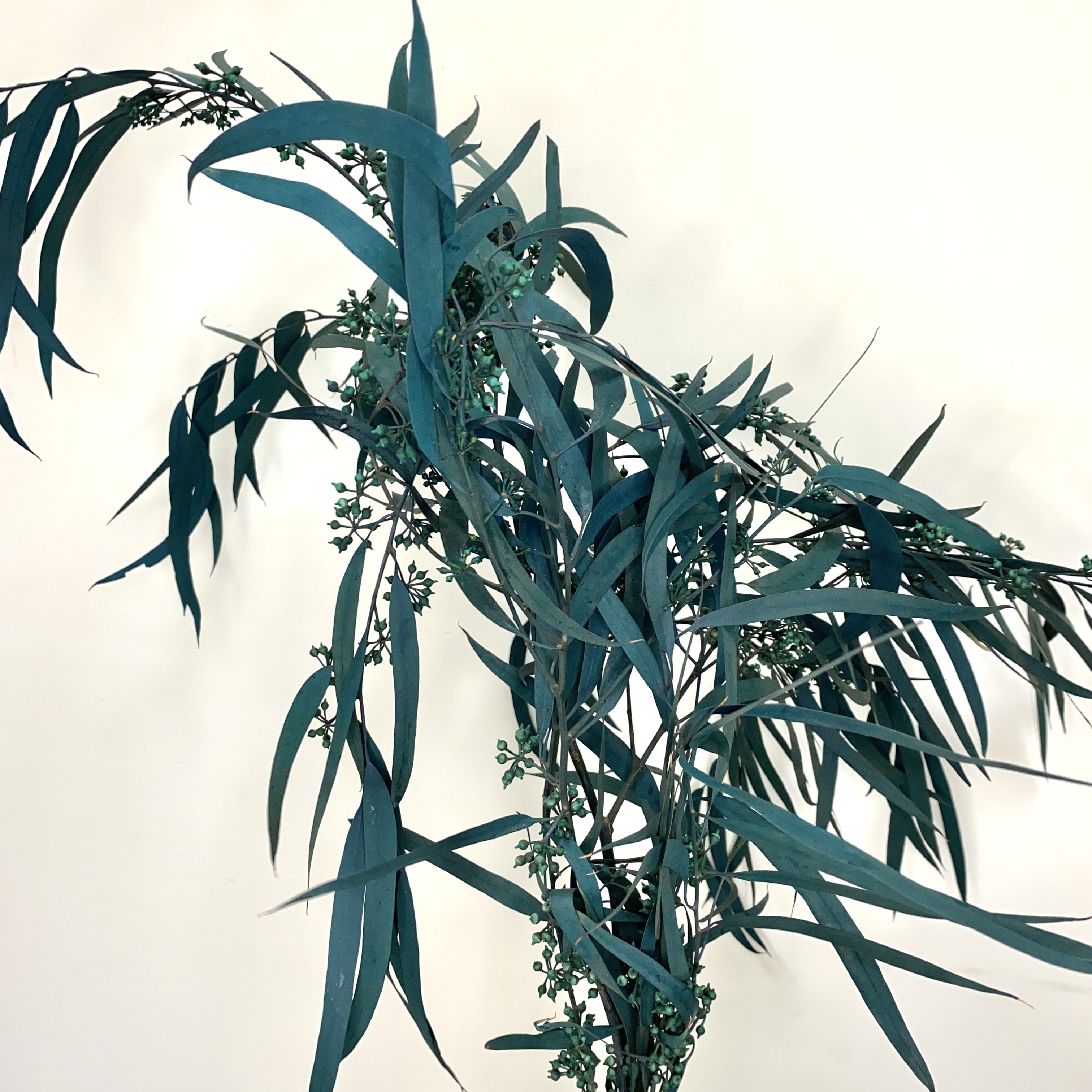 乾燥柳葉尤加利（帶果實）