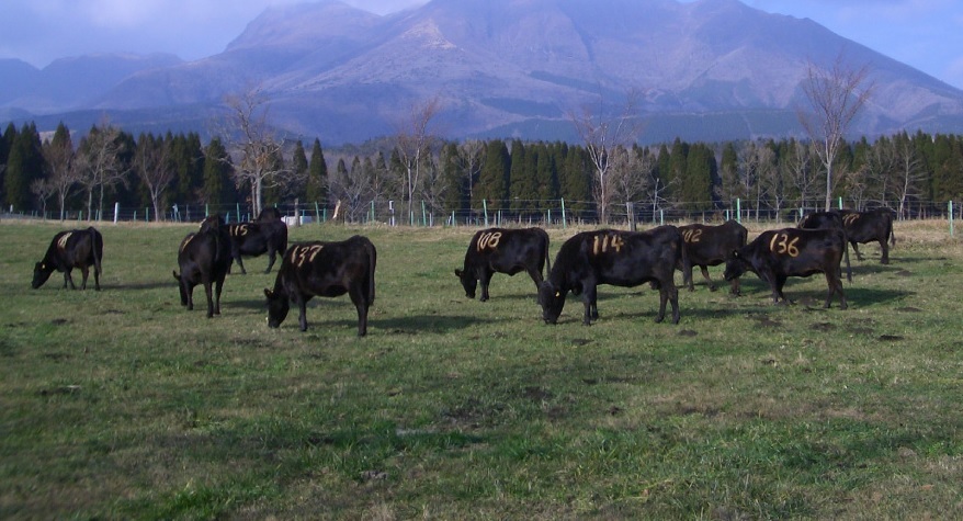 大分和牛 I FLINDERS FOOD 快達食品