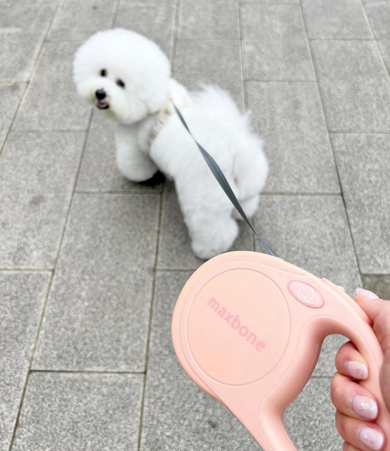 MaxBone - Speedy Retractable Leash