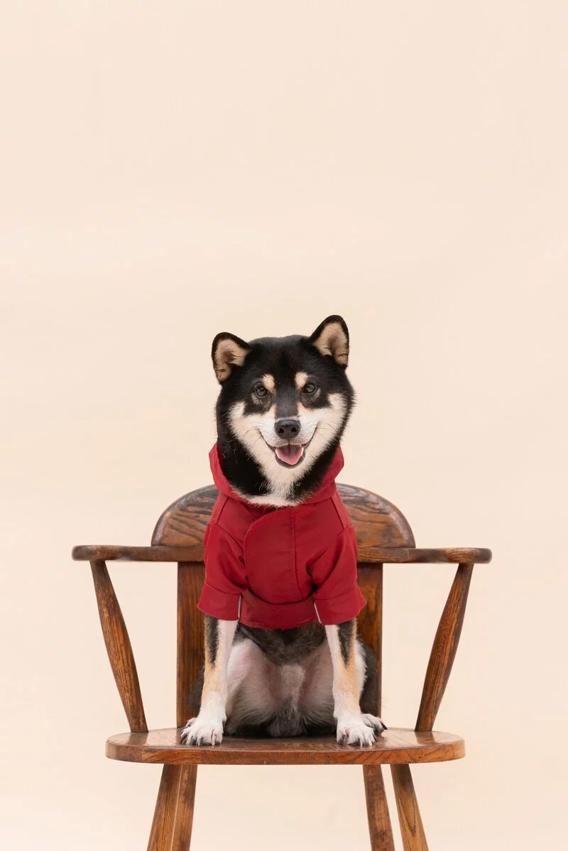 [FEOP-478] 狗勾發信被壓縮