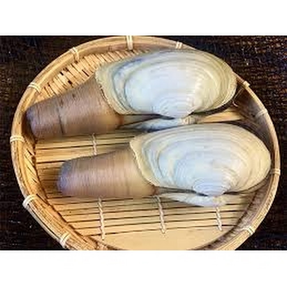 日本白象拔蚌 -- 每隻(愛知産)