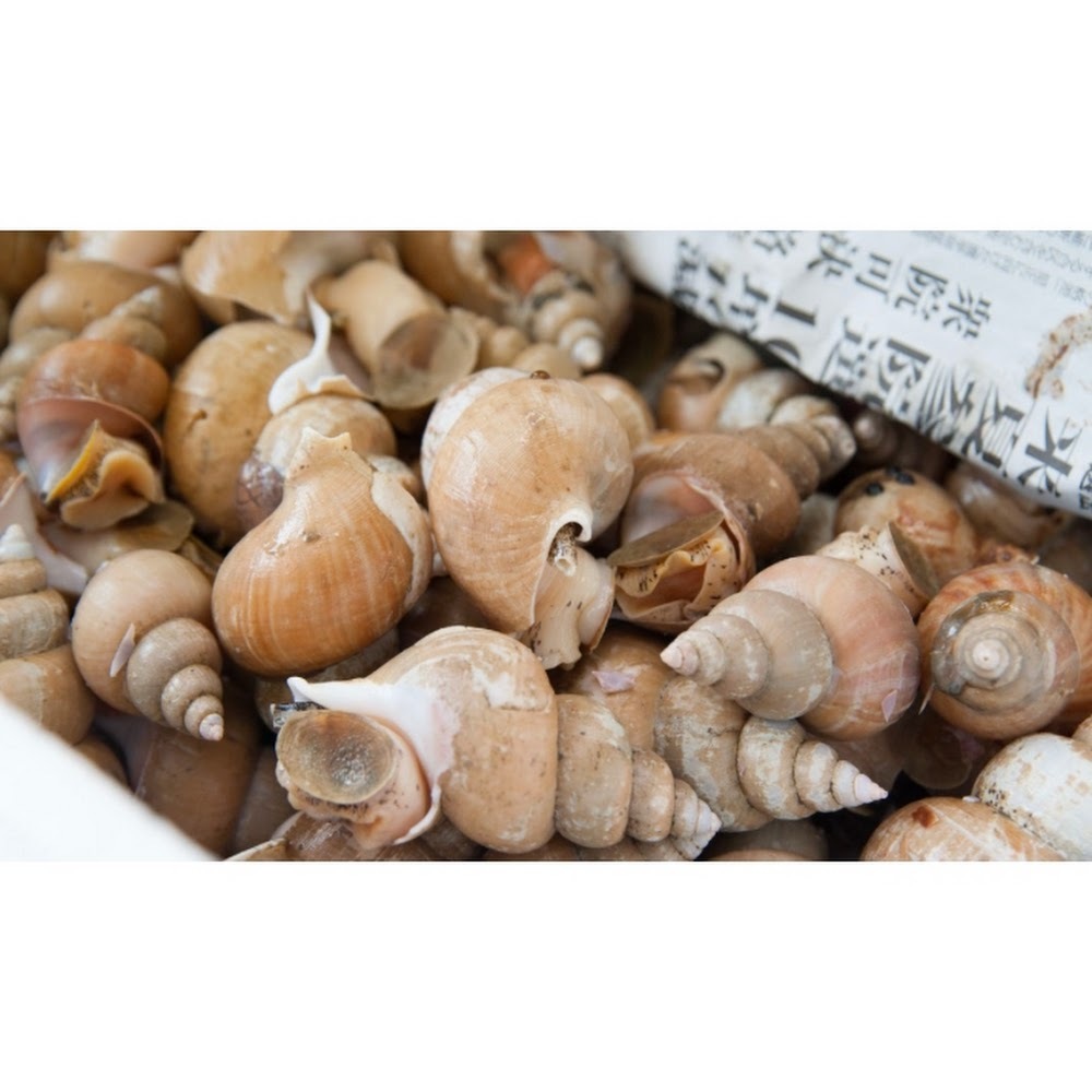 日本鳳螺,白梅貝--每500克