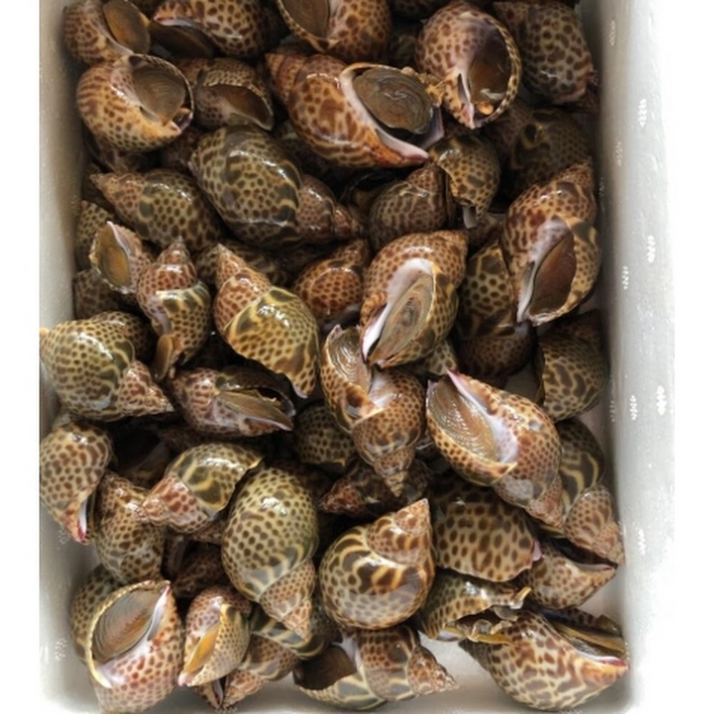 日本東風螺 (黒梅貝) -- 每500g