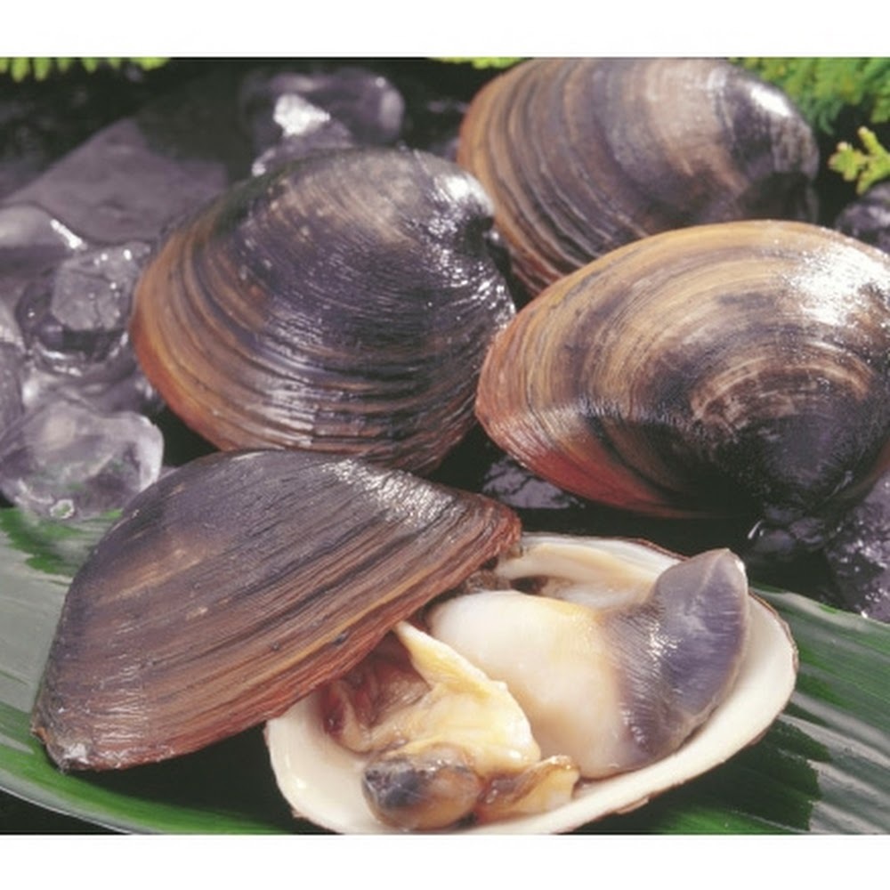 鮮北寄貝 -- 每隻(北海道產)