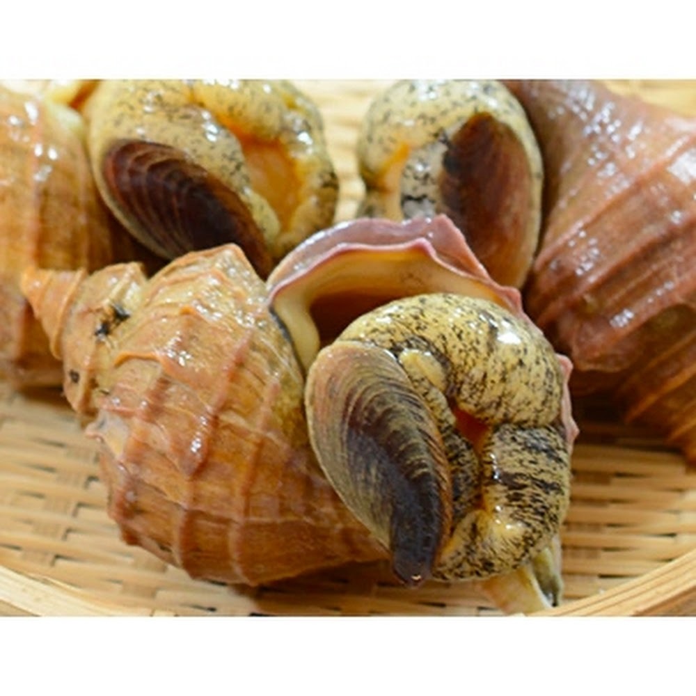 活粒貝 (原粒响螺) -- 每隻