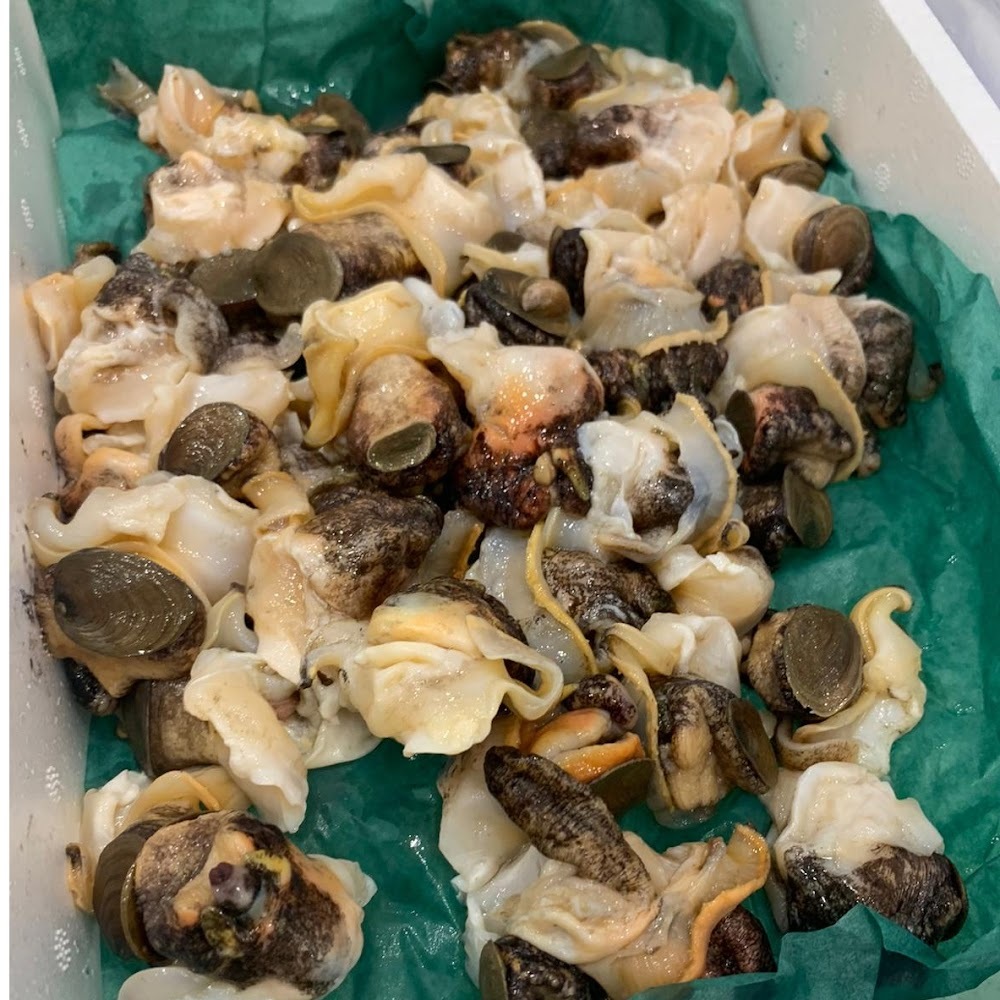 鮮粒貝肉 (响螺頭肉) -- 每500g