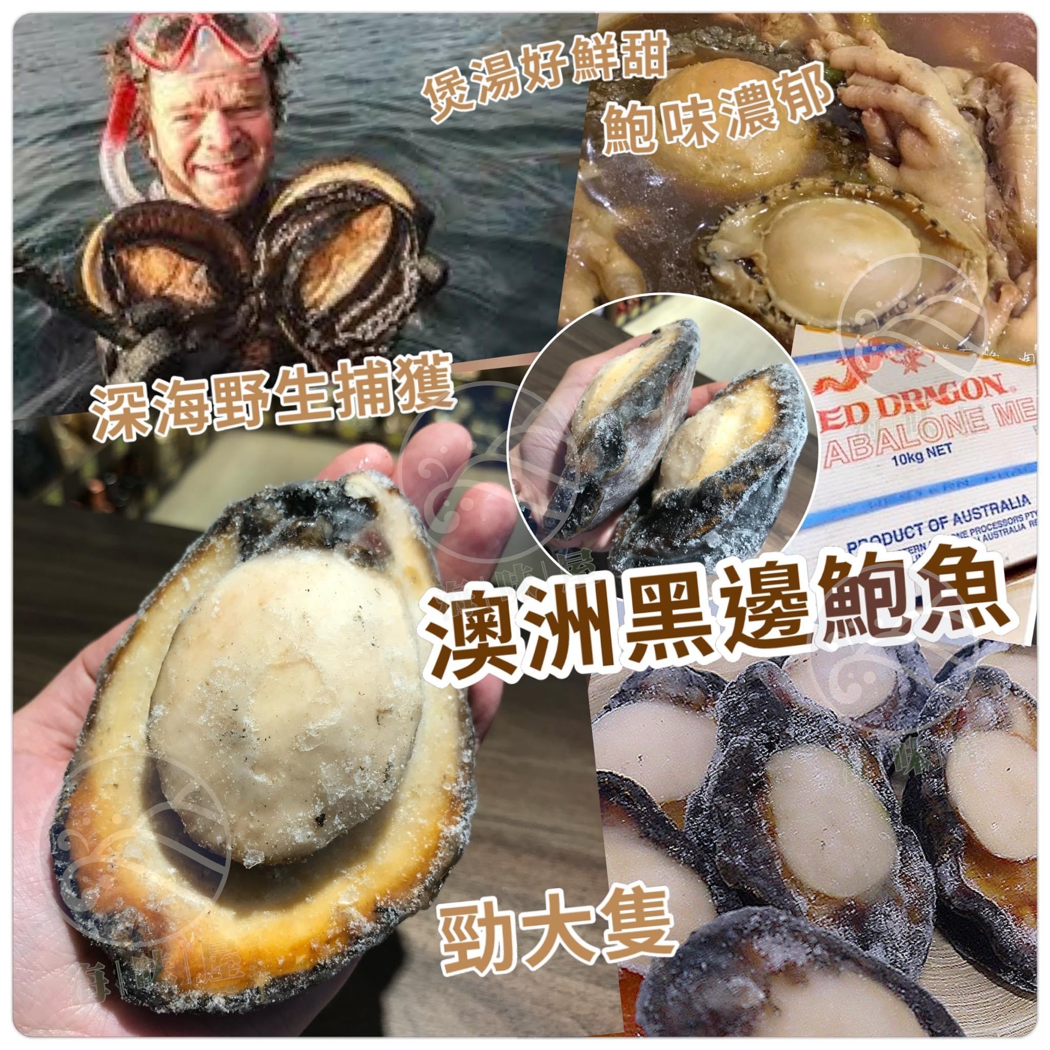 澳洲深海野生黑邊鮑魚 （2-3隻）