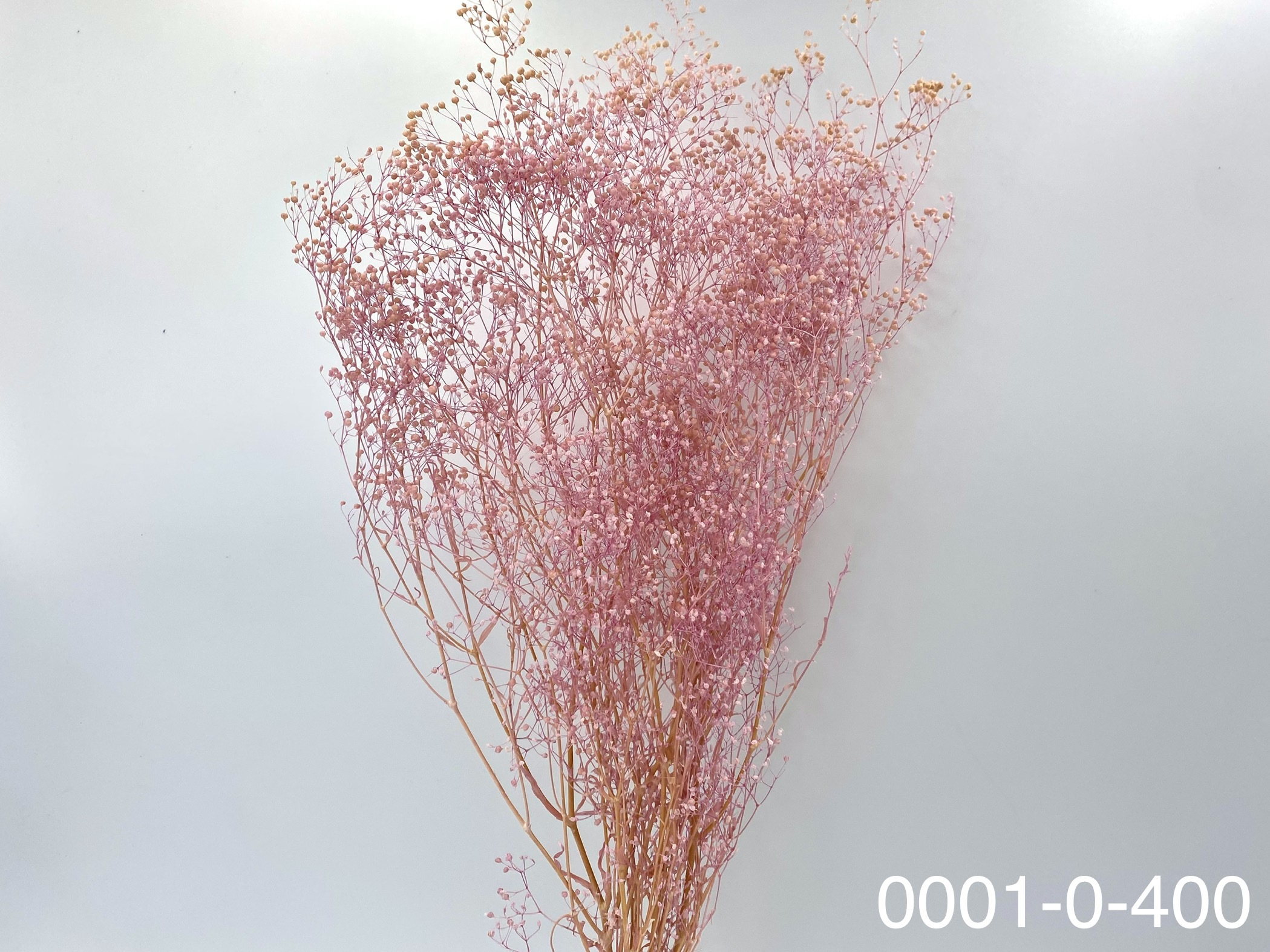 日本不凋迷你滿天星 00010-400