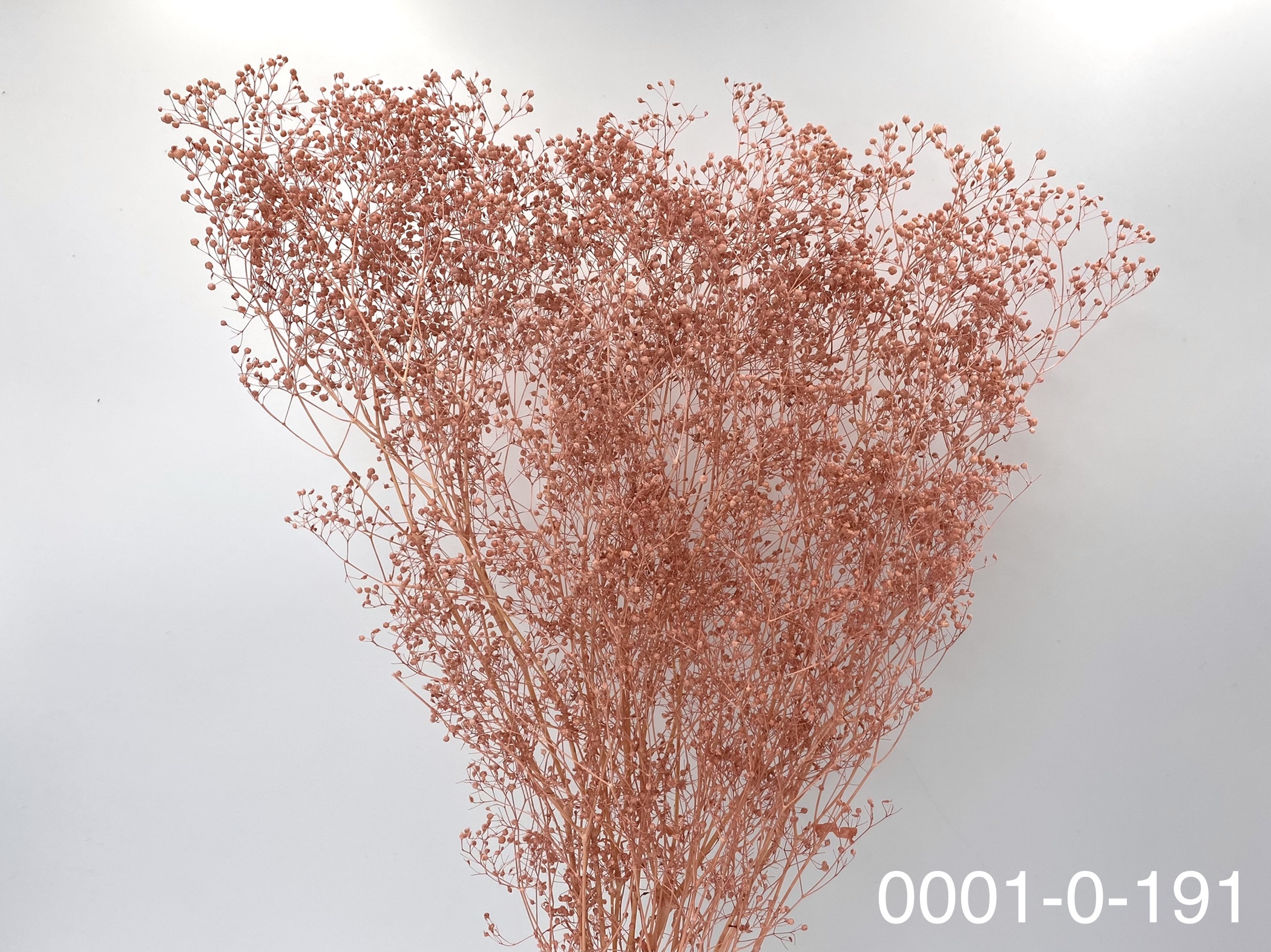 日本不凋迷你滿天星 00010-191