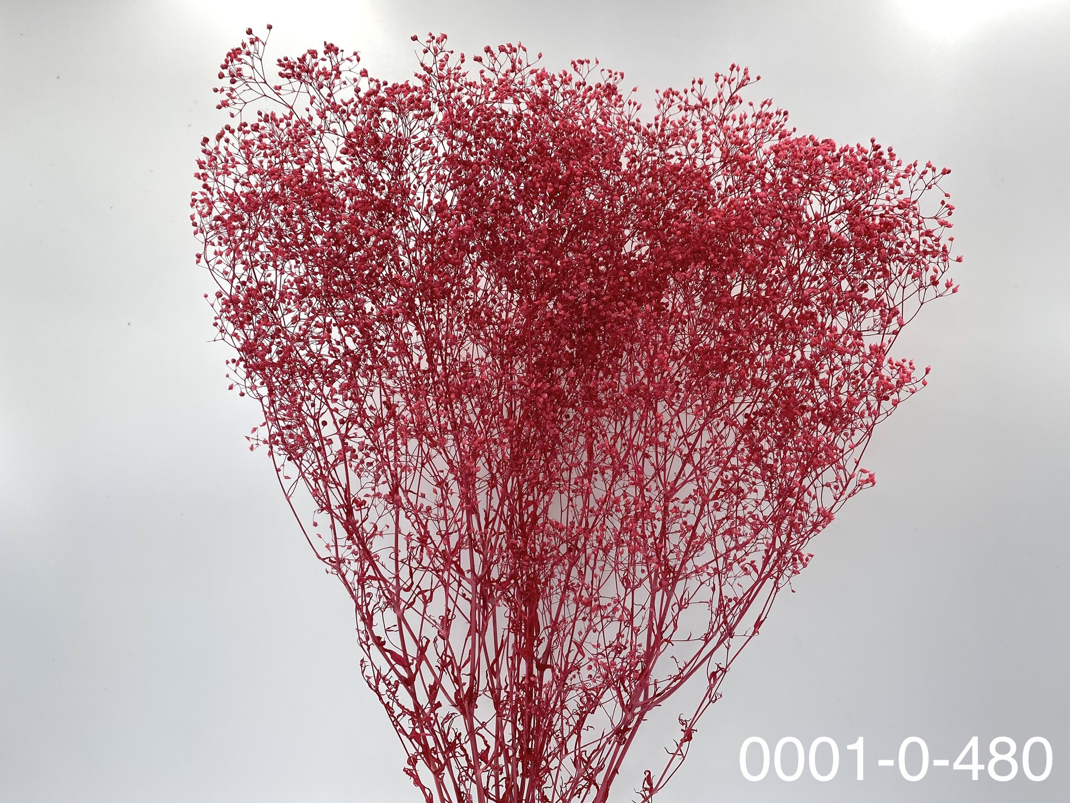 日本不凋迷你滿天星 00010-480