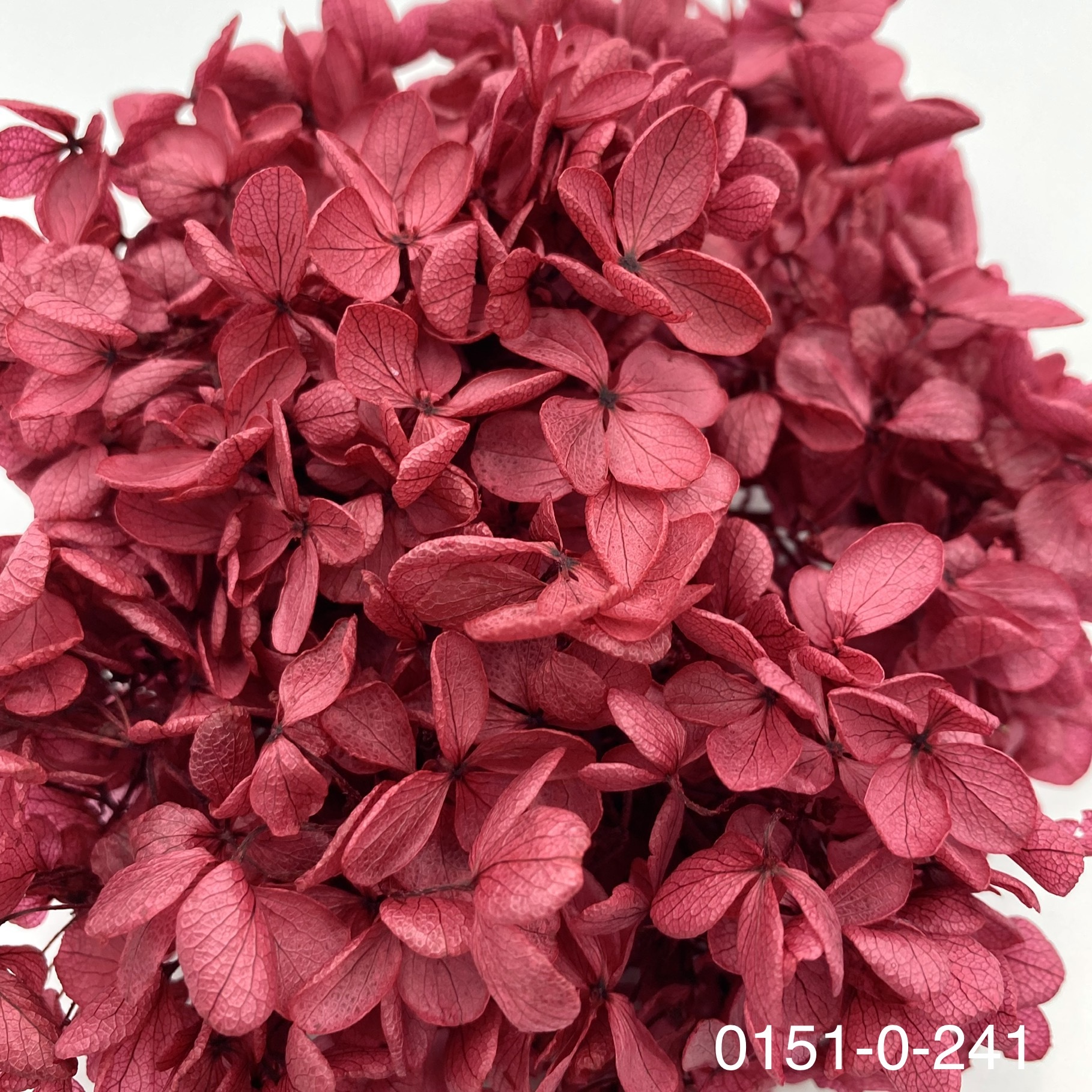 日本不凋中葉繡球 01510-241