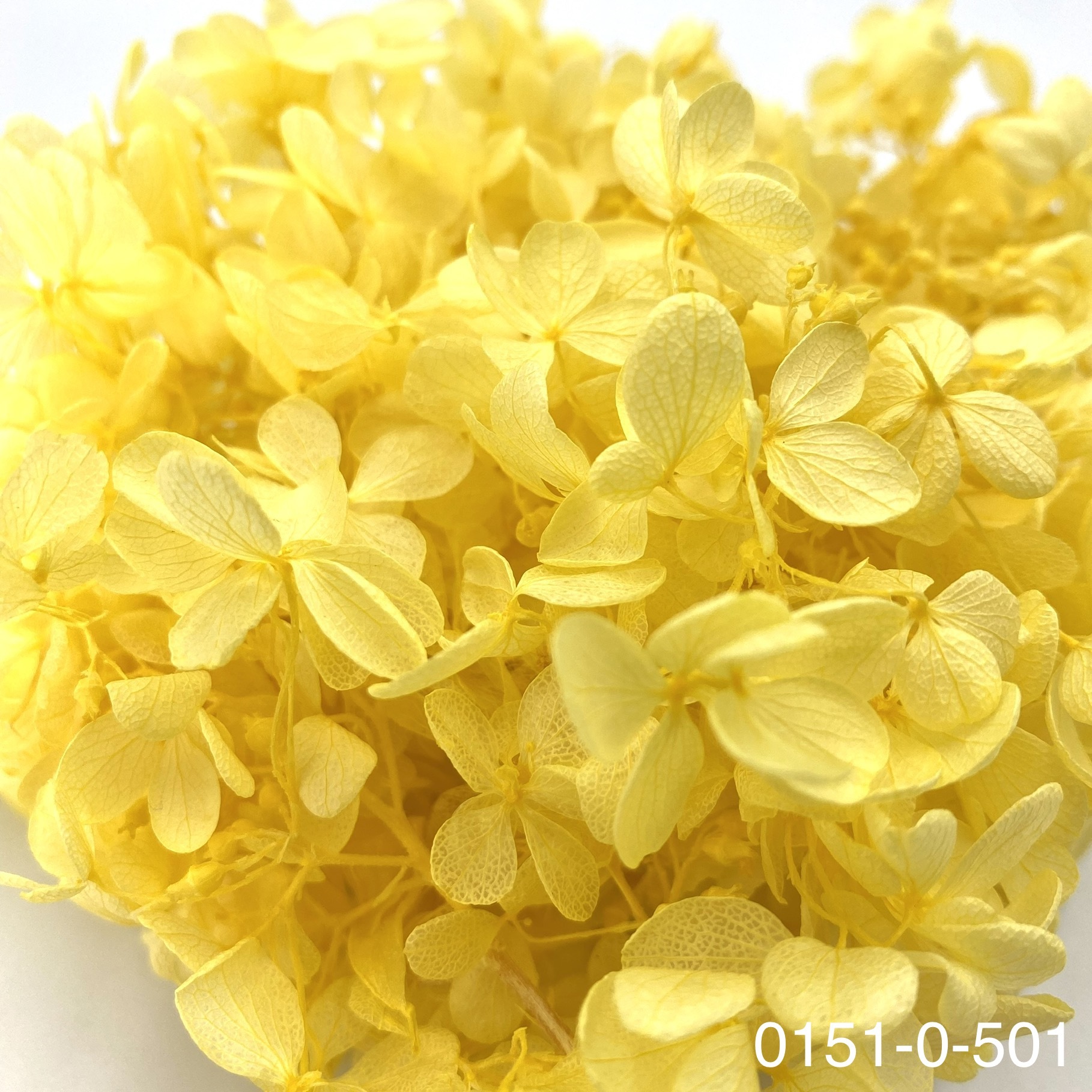 日本不凋中葉繡球 01510-501