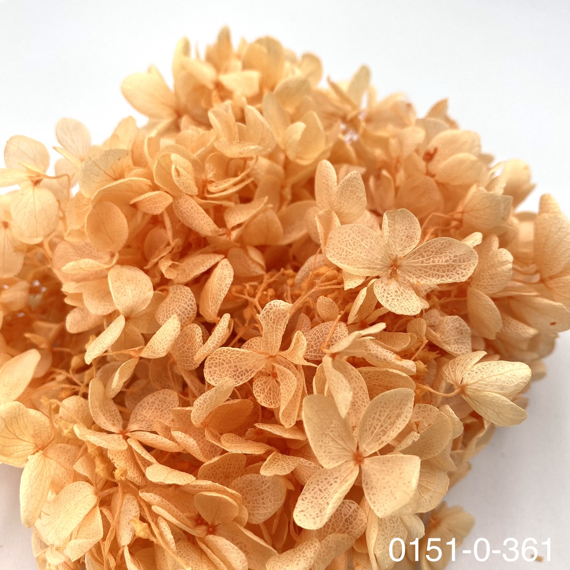 日本不凋中葉繡球 01510-361