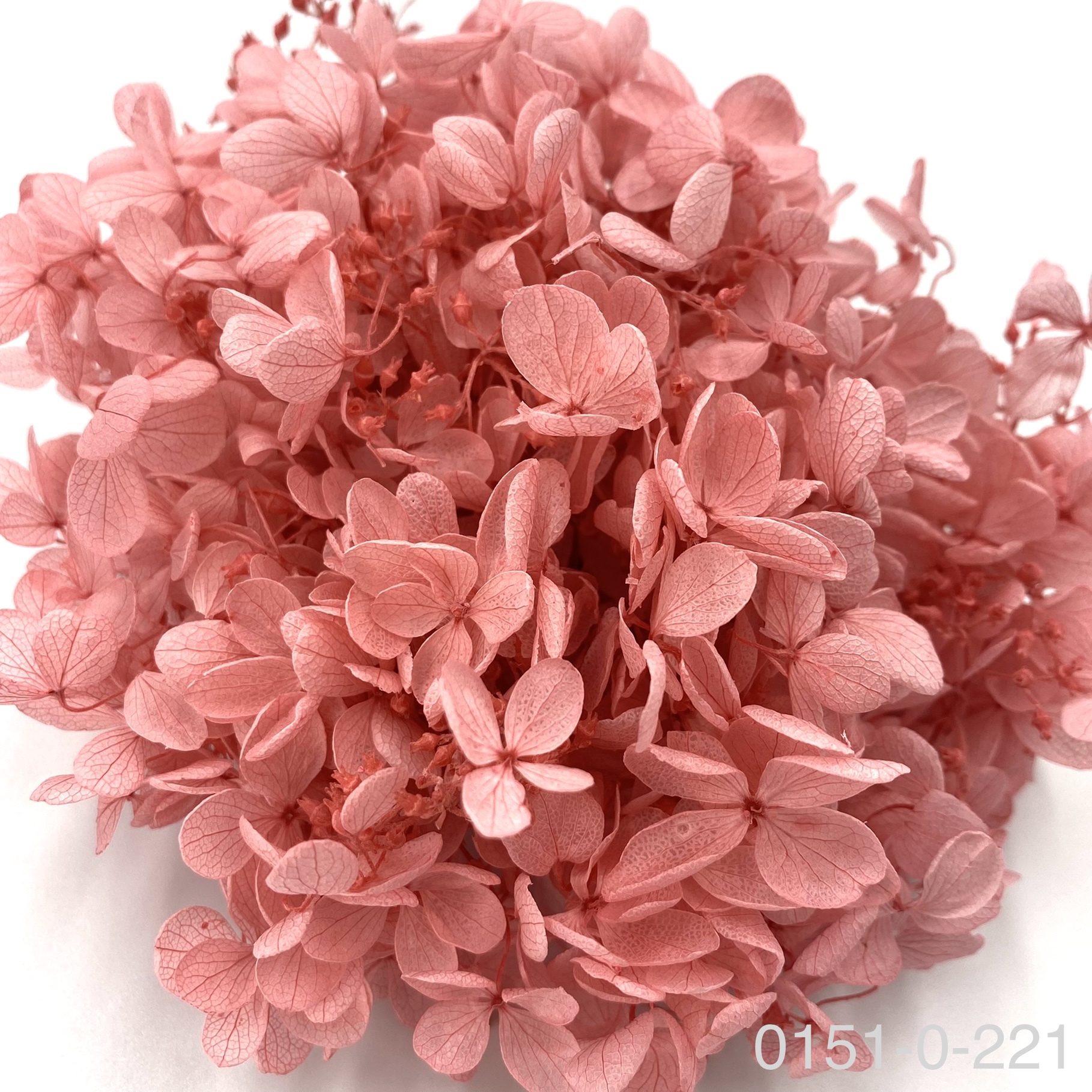 日本不凋中葉繡球 01510-221