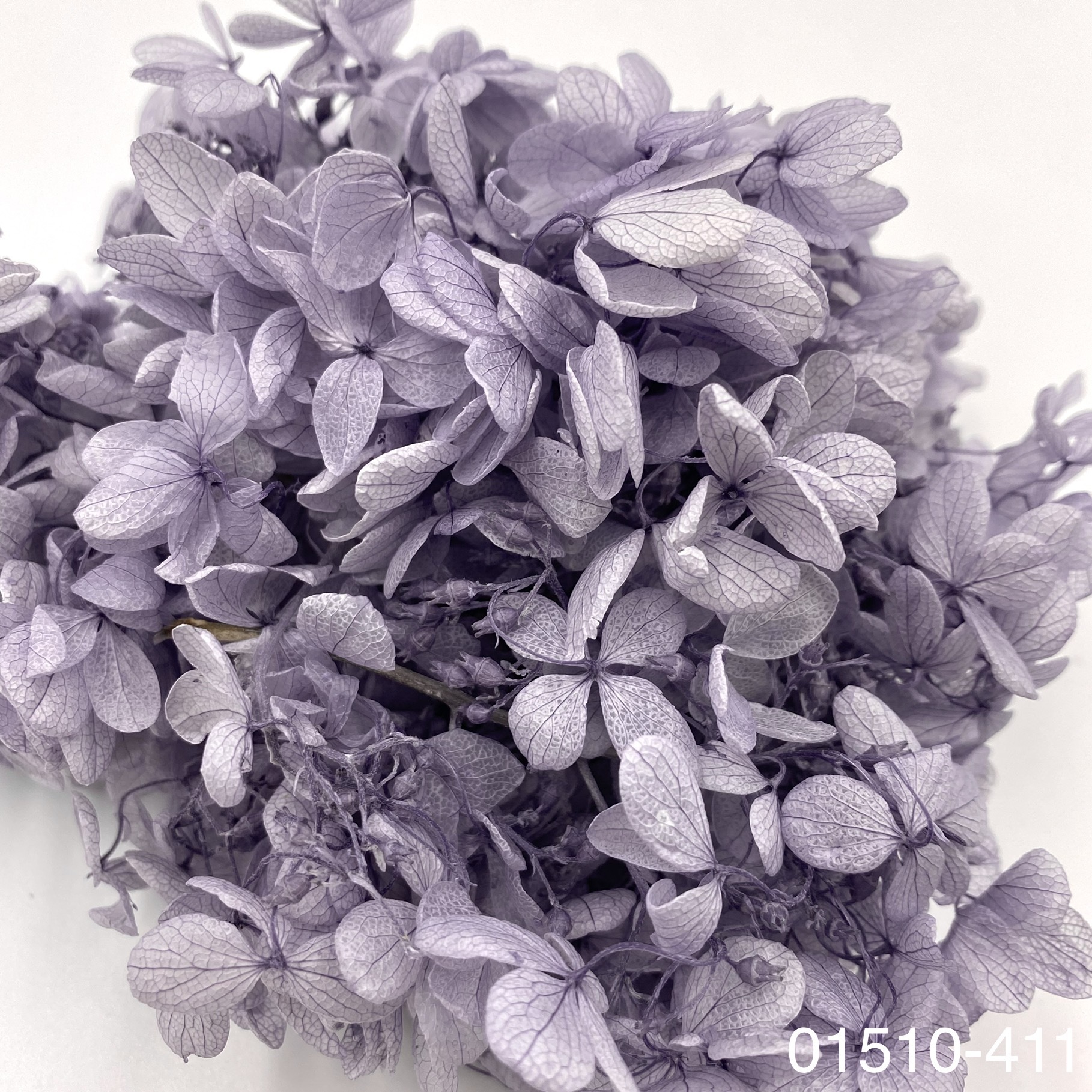 日本不凋中葉繡球 01510-411