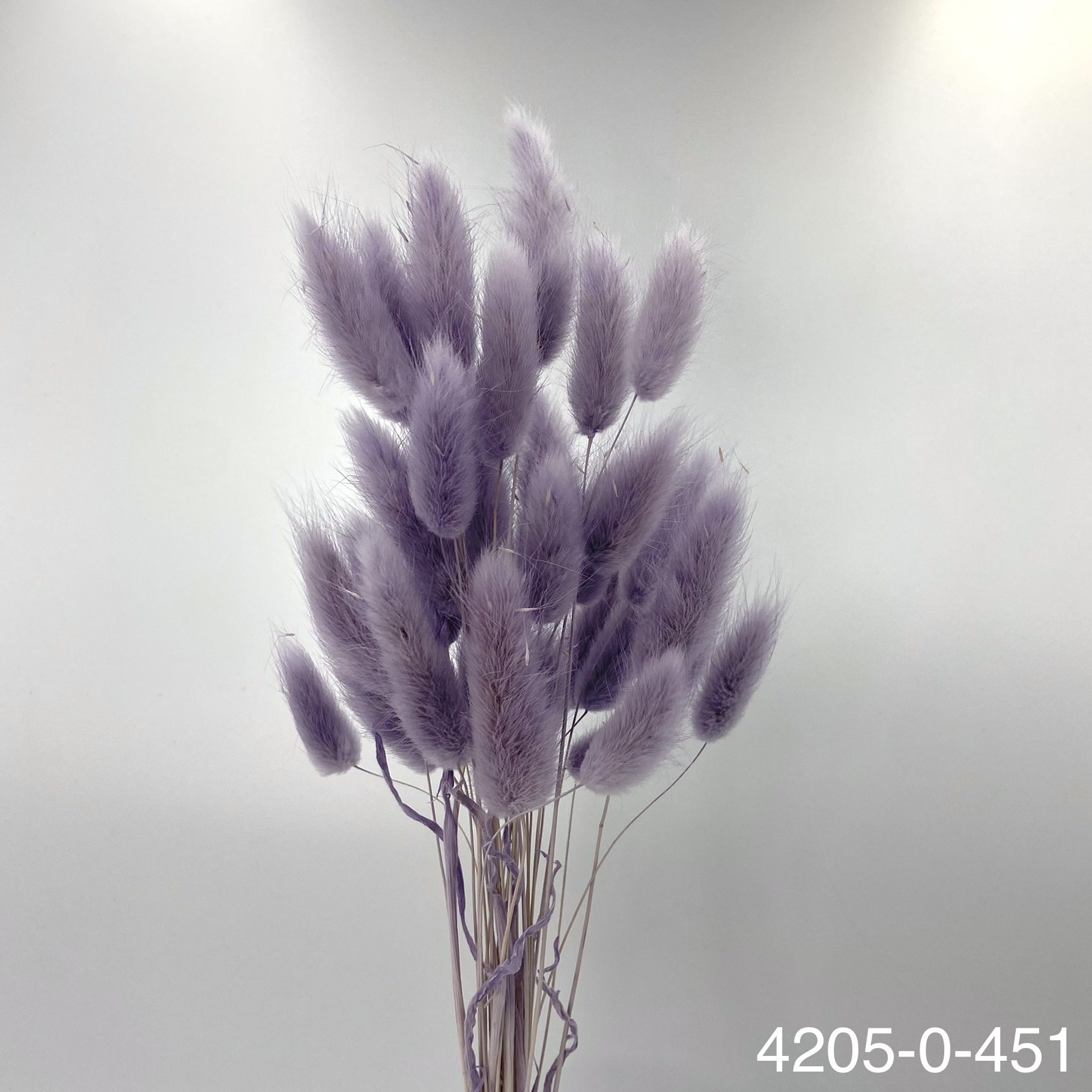 日本兔尾草 42050-451